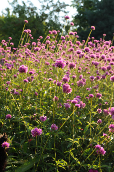 Gomphrena pulchella Fireworks | Globe Amaranth therapyofflowers.com