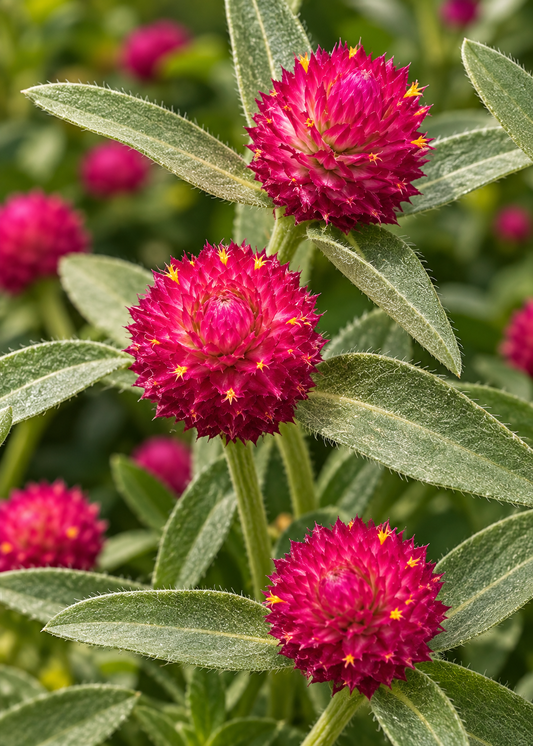 Palloamarantti QIS® Carmine | Gomphrena haageana