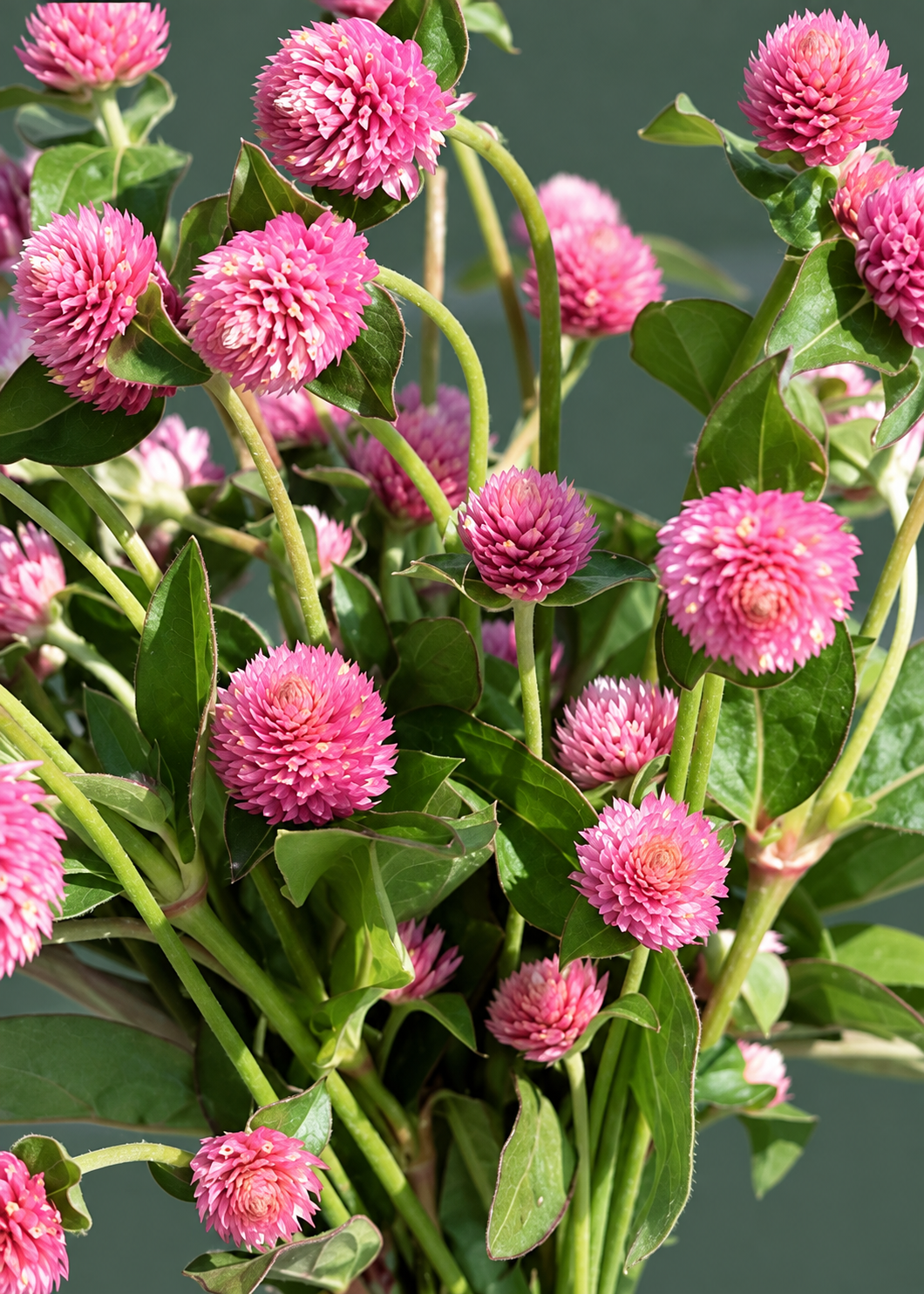 Kugelamarant Salmon Pastel | Gomphrena globosa