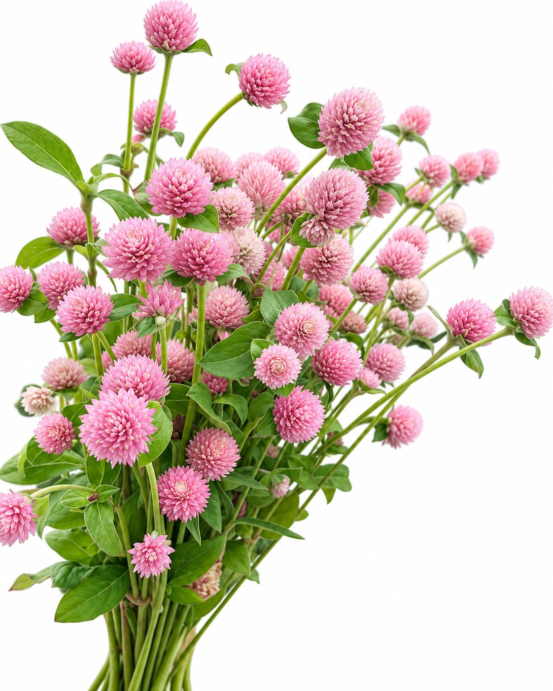 Kugelamarant Salmon Pastel | Gomphrena globosa