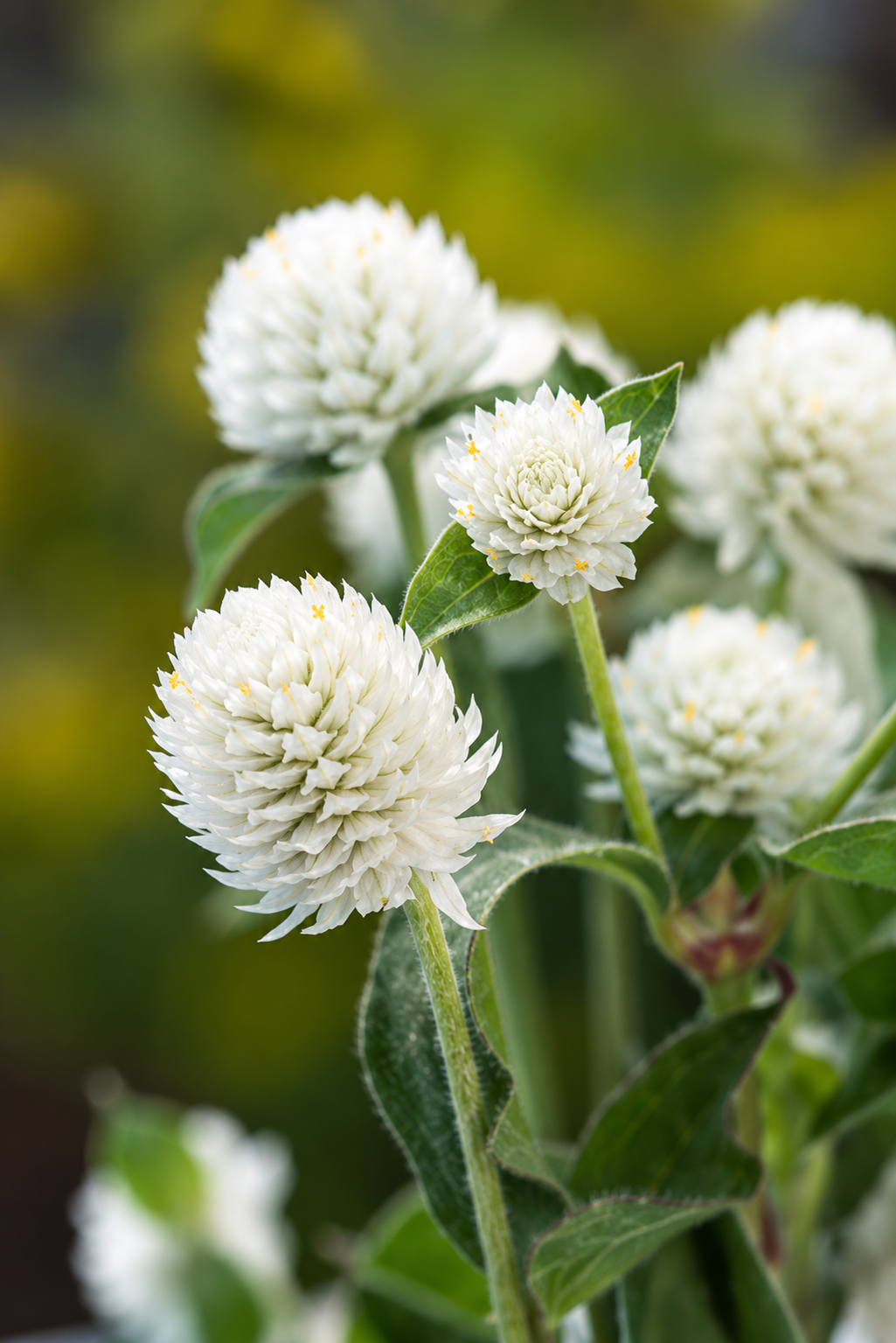 Gomphrena globosa White | Globe Amaranth