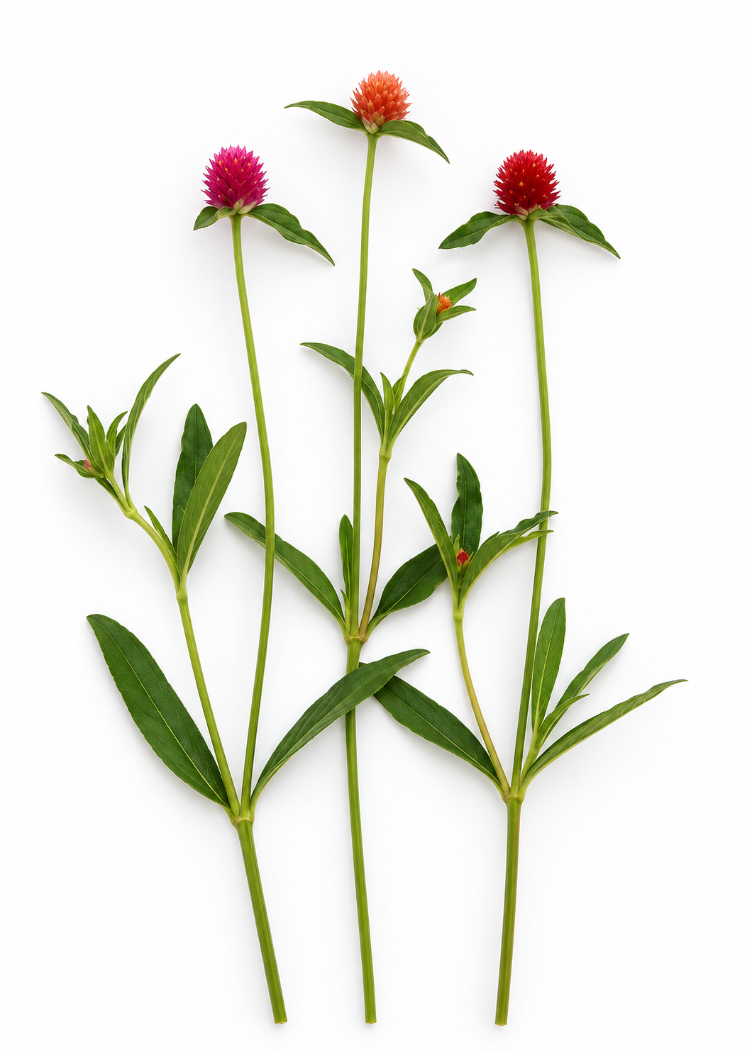 Gomphrena haageana QIS® Mix | Rio Grande Globe Amaranth | Cut Flower