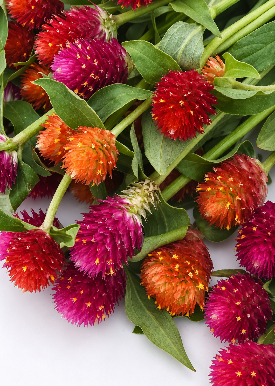 Gomphrena haageana QIS® Mix | Rio Grande Globe Amaranth | Cut Flower