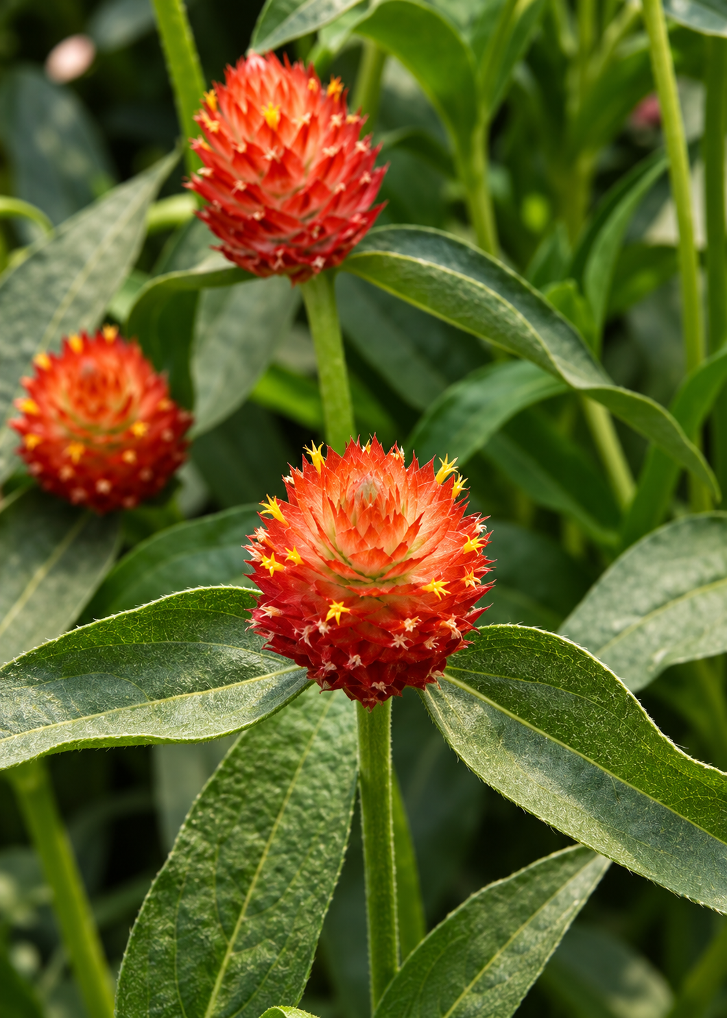 Gomphrena QIS® Orange | Gomphrena haageana semillas