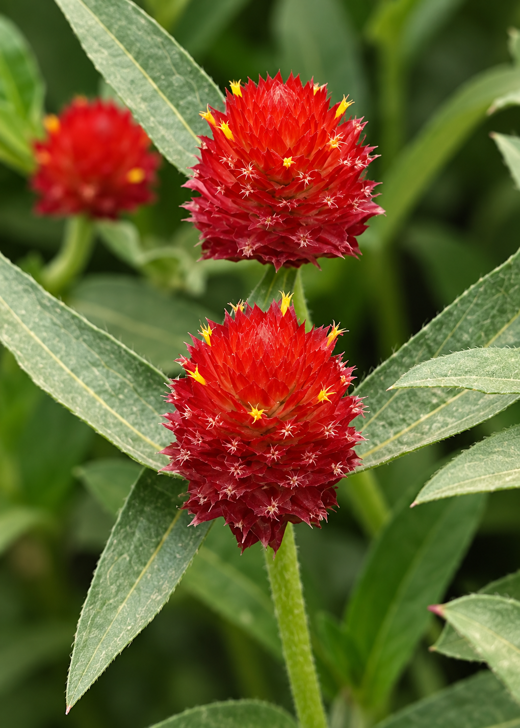 Gomphrena QIS® Orange | Gomphrena haageana semillas