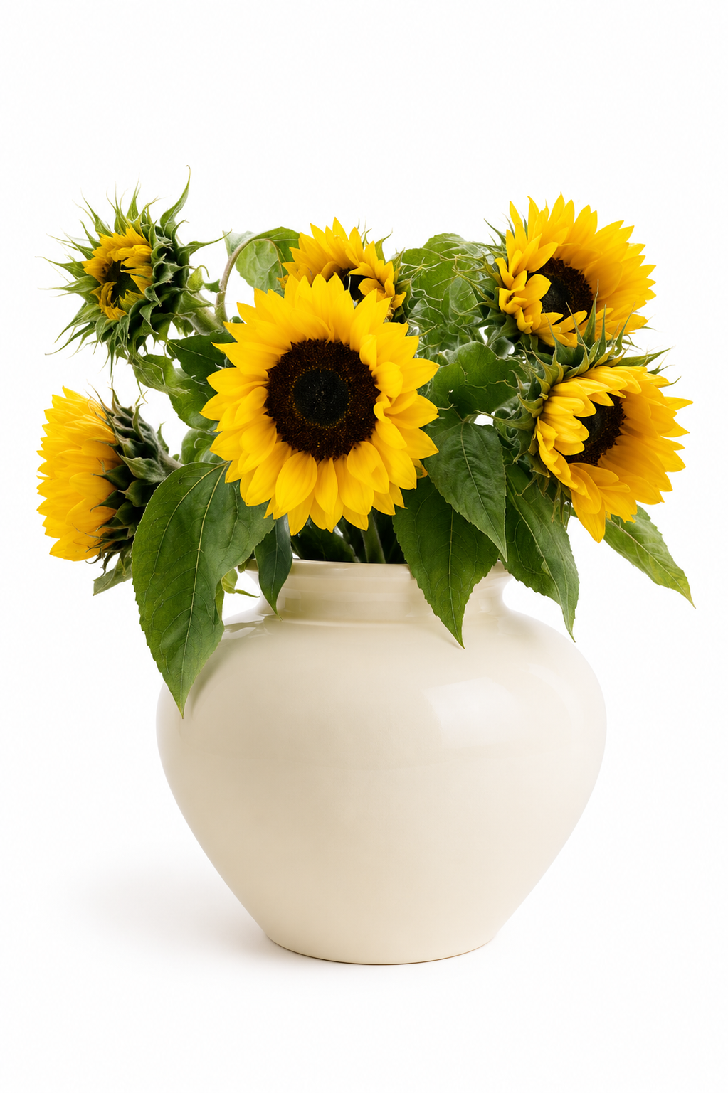Helianthus annuus Holiday | Sunflower therapyofflowers.com