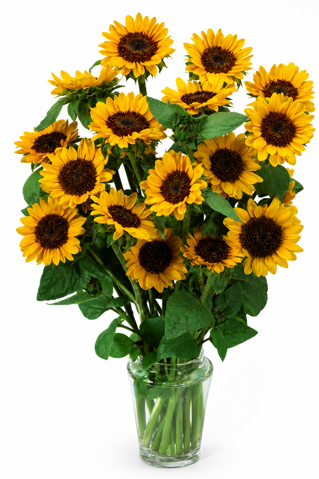 Helianthus annuus Sonja®  | Sunflower therapyofflowers.com