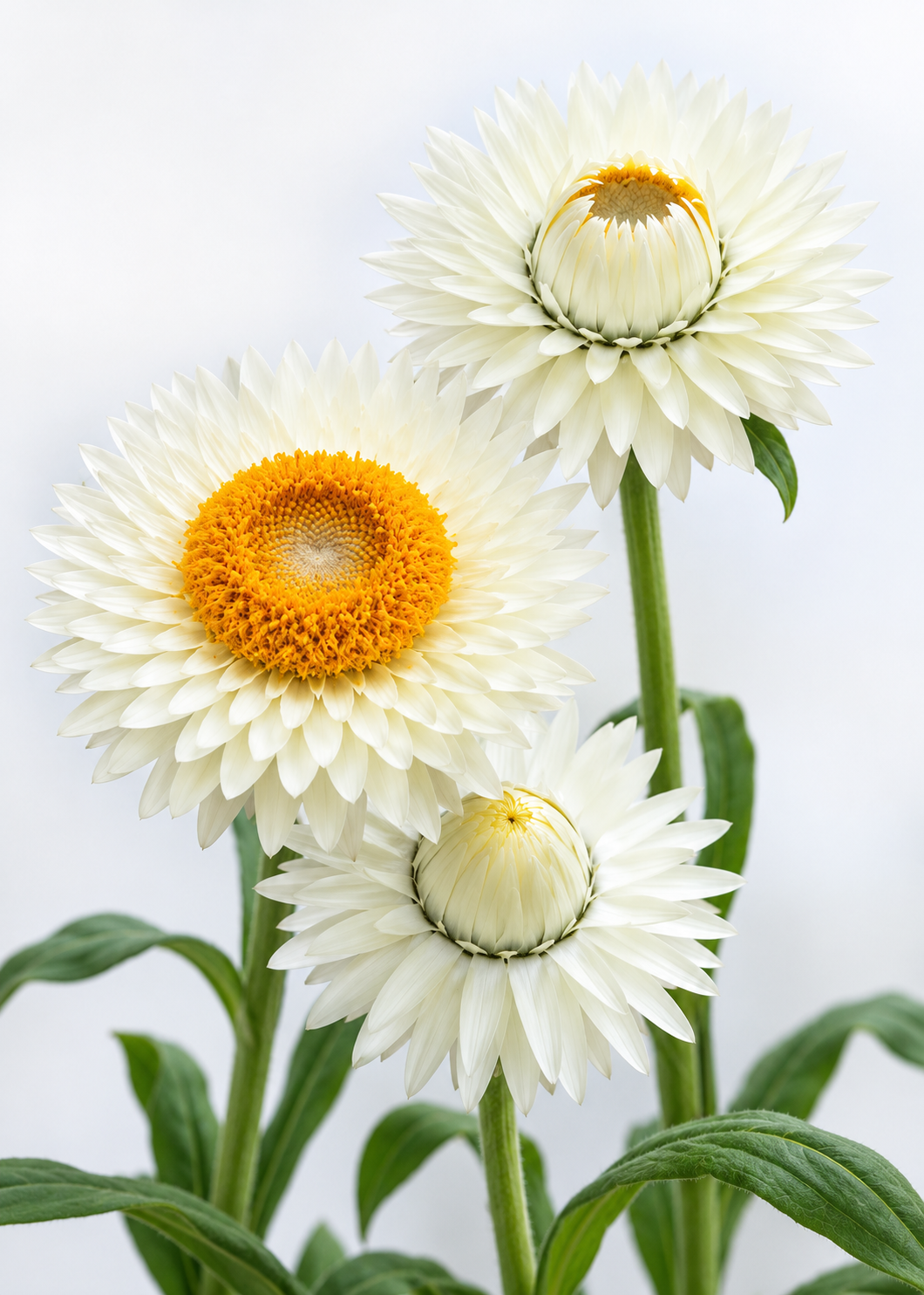 Elicriso lucido Frosted Sulphur | Helichrysum bracteatum 