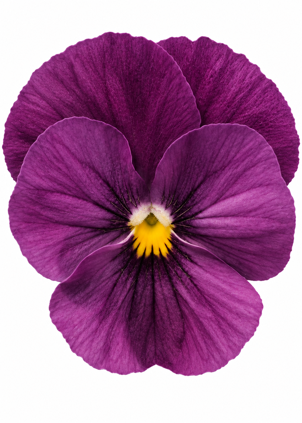 Viola cornuta Viola cornuta Admire® Orchid  F1 | Horned Pansy therapyofflowers.com