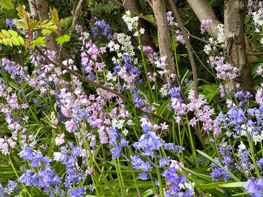 Hyacinthoides hispanica Mix | Spanish Bluebells therapyofflowers.com