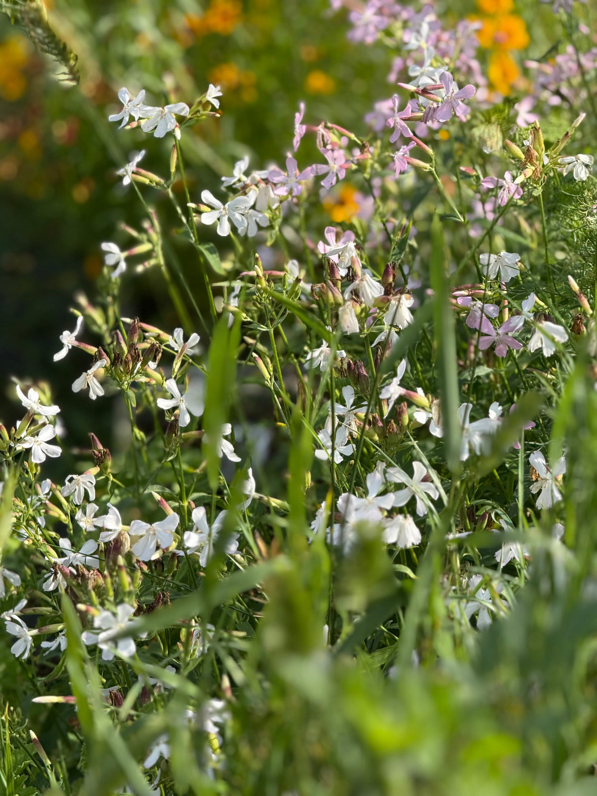 Saponaria officinalis Graciella Pink | Soapwort therapyofflowers.com