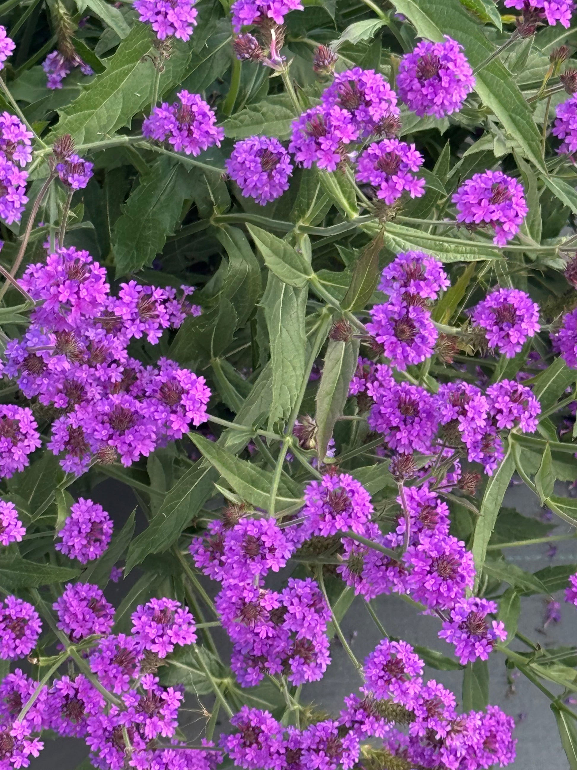 Verbena rigida Polaris® Purple | Slender vervain therapyofflowers.com