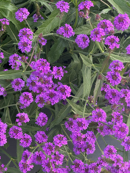 Verbena rigida Polaris® Purple | Slender vervain therapyofflowers.com