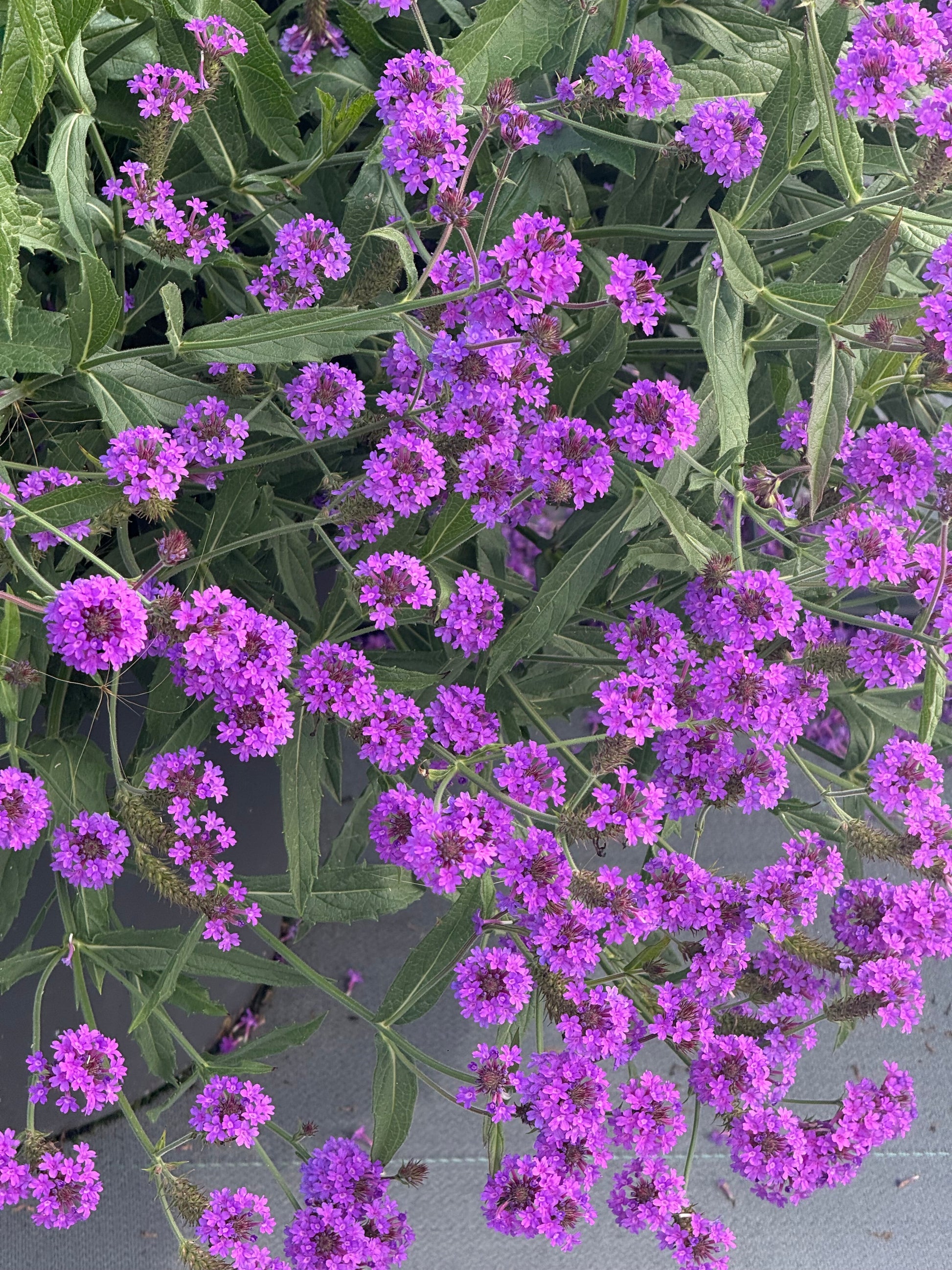 Verbena rigida Polaris® Purple | Slender vervain therapyofflowers.com