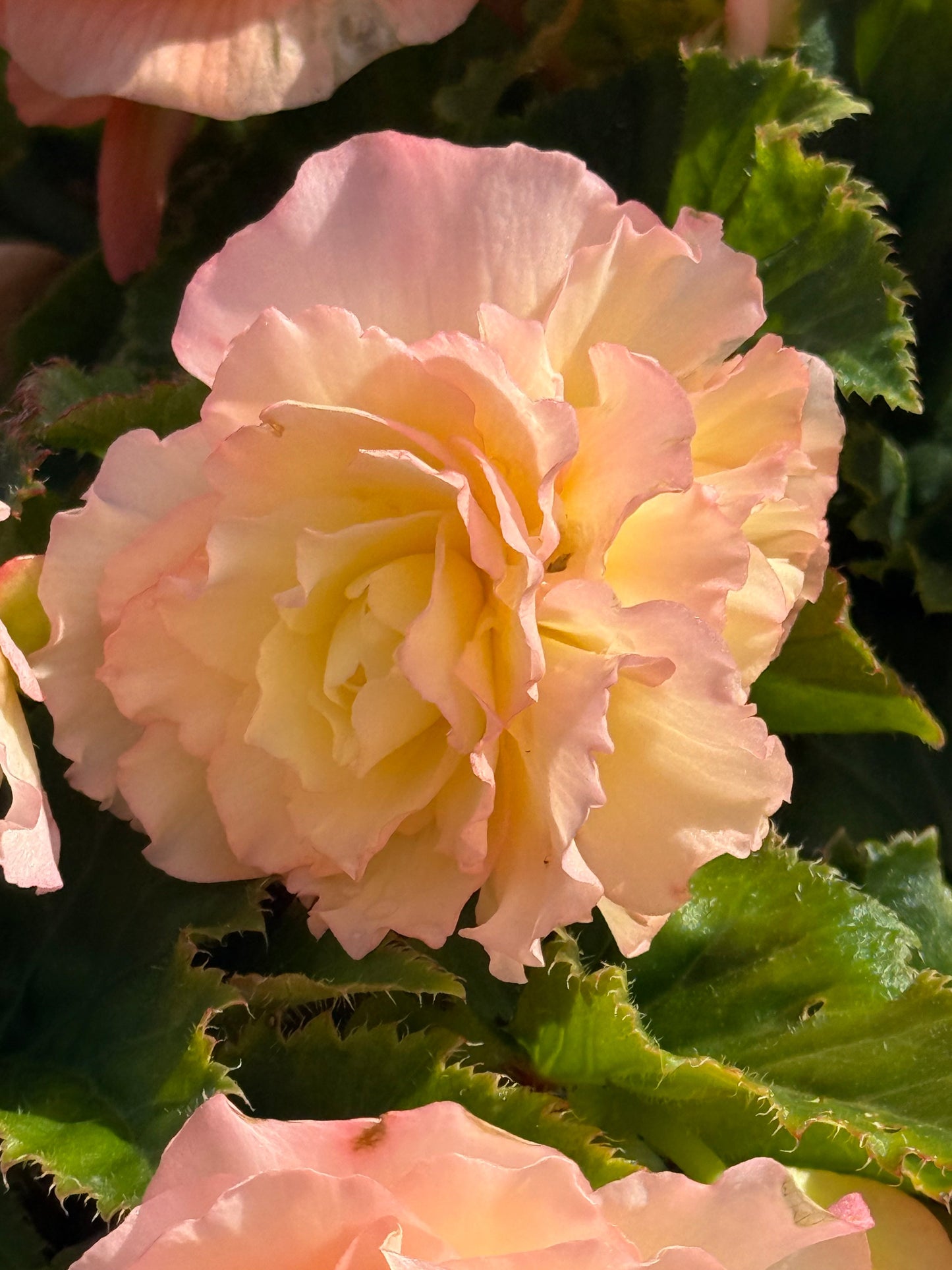 Begonia tuberhybrida Nonstop® Peach Shades F1 | Begonia tuberosa therapyofflowers.com