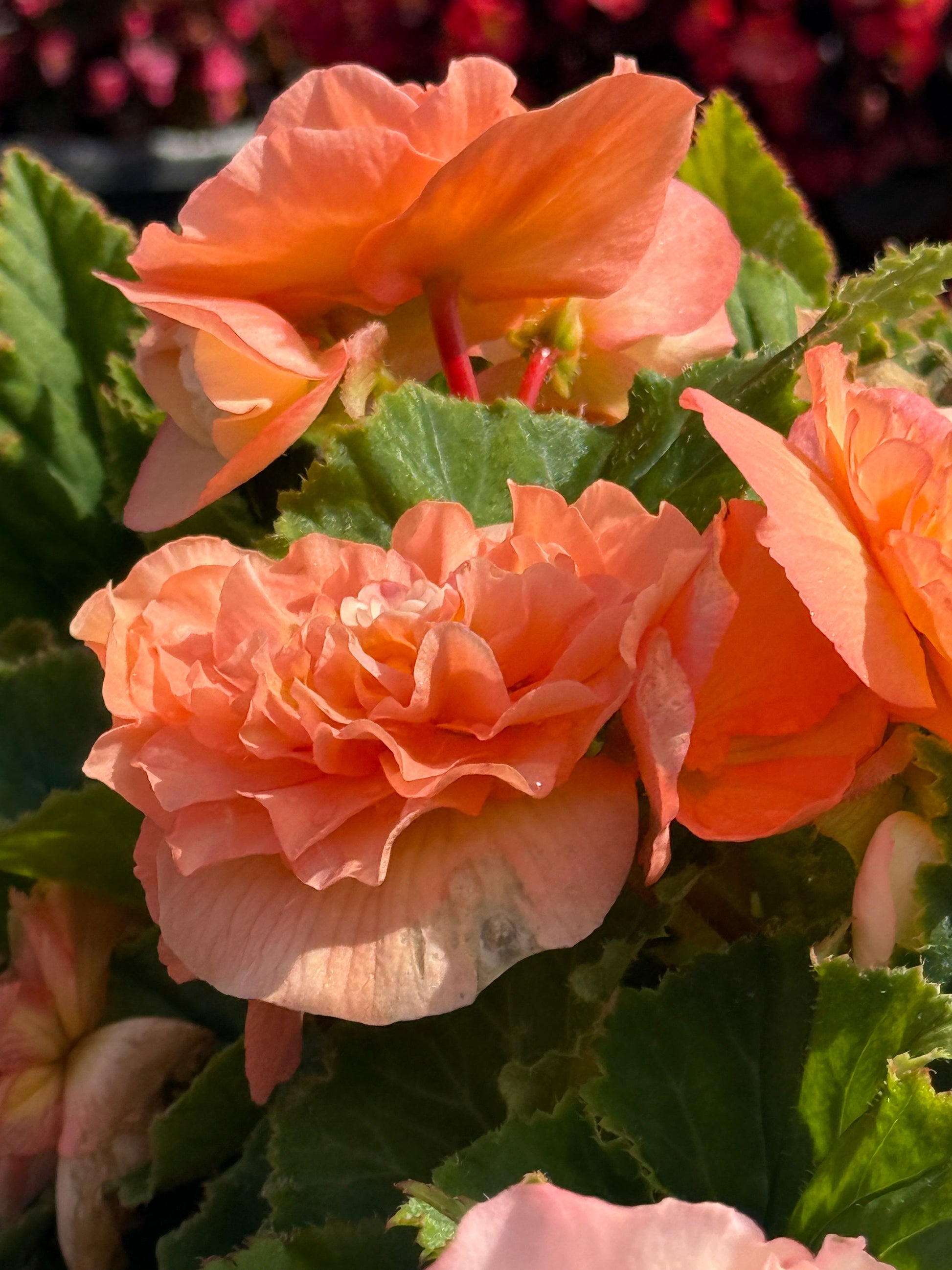 Begonia tuberhybrida Nonstop® Peach Shades F1 | Begonia tuberosa therapyofflowers.com