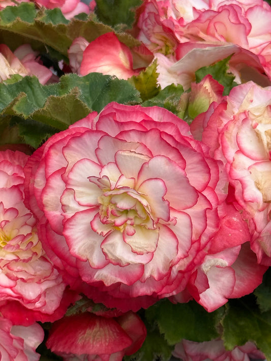 Begonia tuberhybrida Nonstop Rose Picotee F1 | Begonia tuberosa therapyofflowers.com
