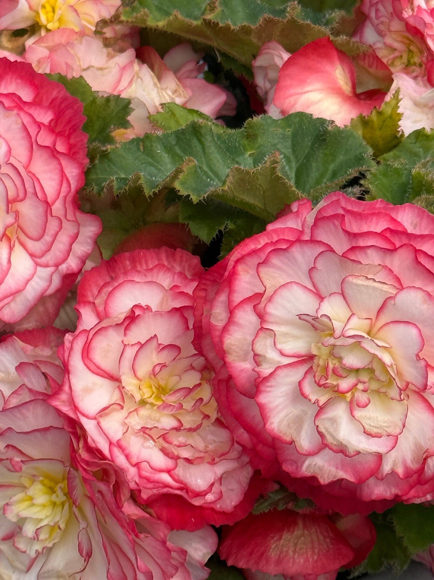 Begonia tuberhybrida Nonstop Rose Picotee F1 | Begonia tuberosa therapyofflowers.com
