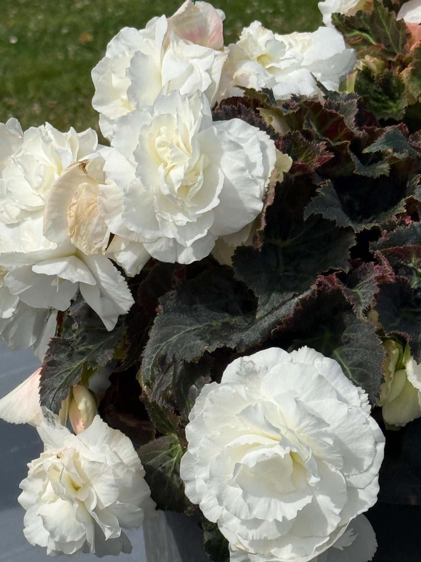 Begonia tuberhybrida Nonstop® Mocca White F1 | Begonia tuberosa therapyofflowers.com
