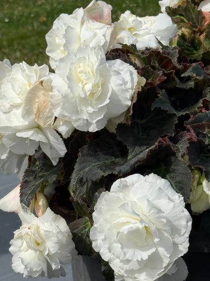 Begonia tuberhybrida Nonstop® Mocca White F1 | Begonia tuberosa therapyofflowers.com