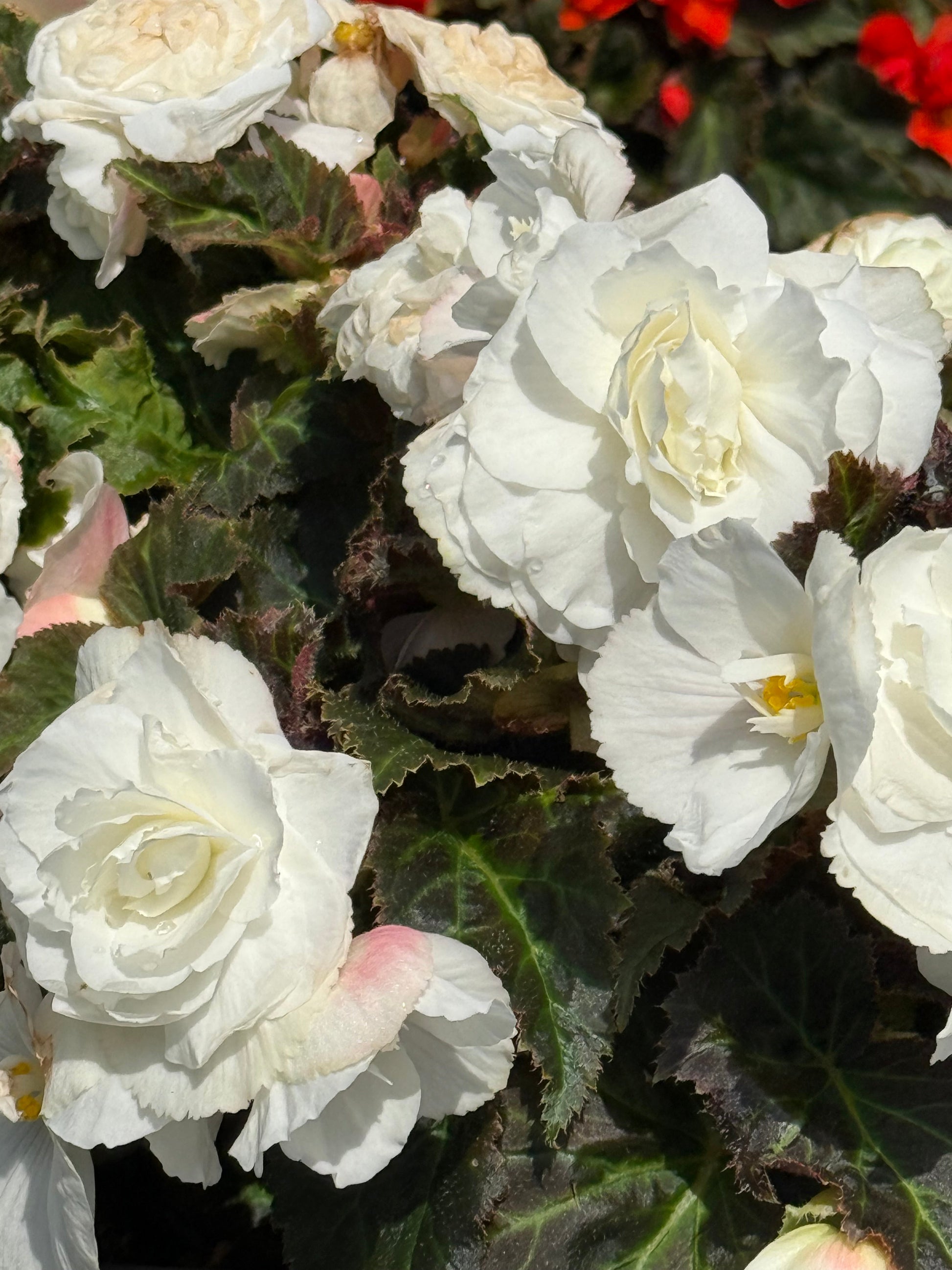 Begonia tuberhybrida Nonstop® Mocca White F1 | Begonia tuberosa therapyofflowers.com
