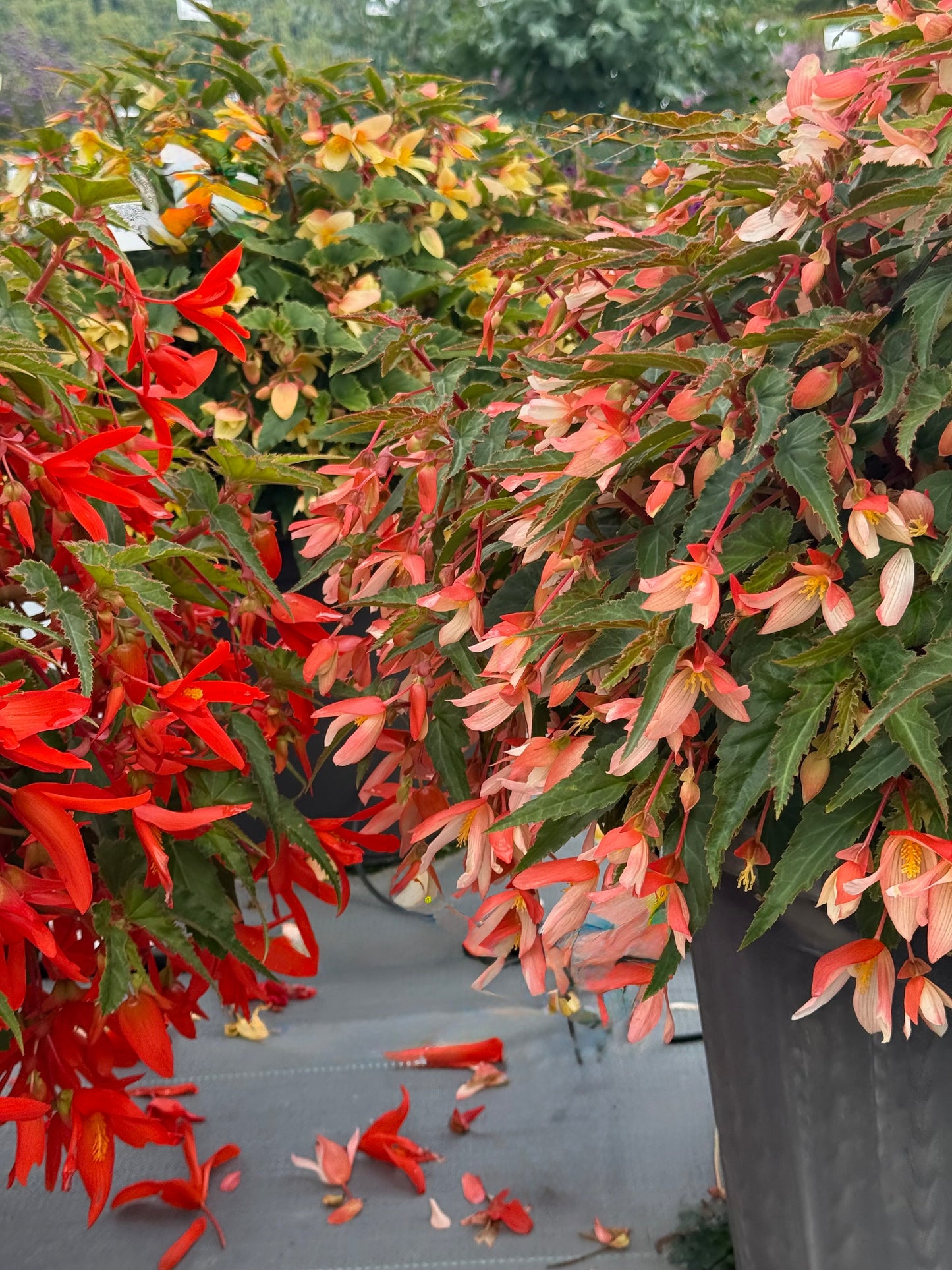Begonia boliviensis Groovy Salmon Bicolor F1 | Trailing Begonia therapyofflowers.com