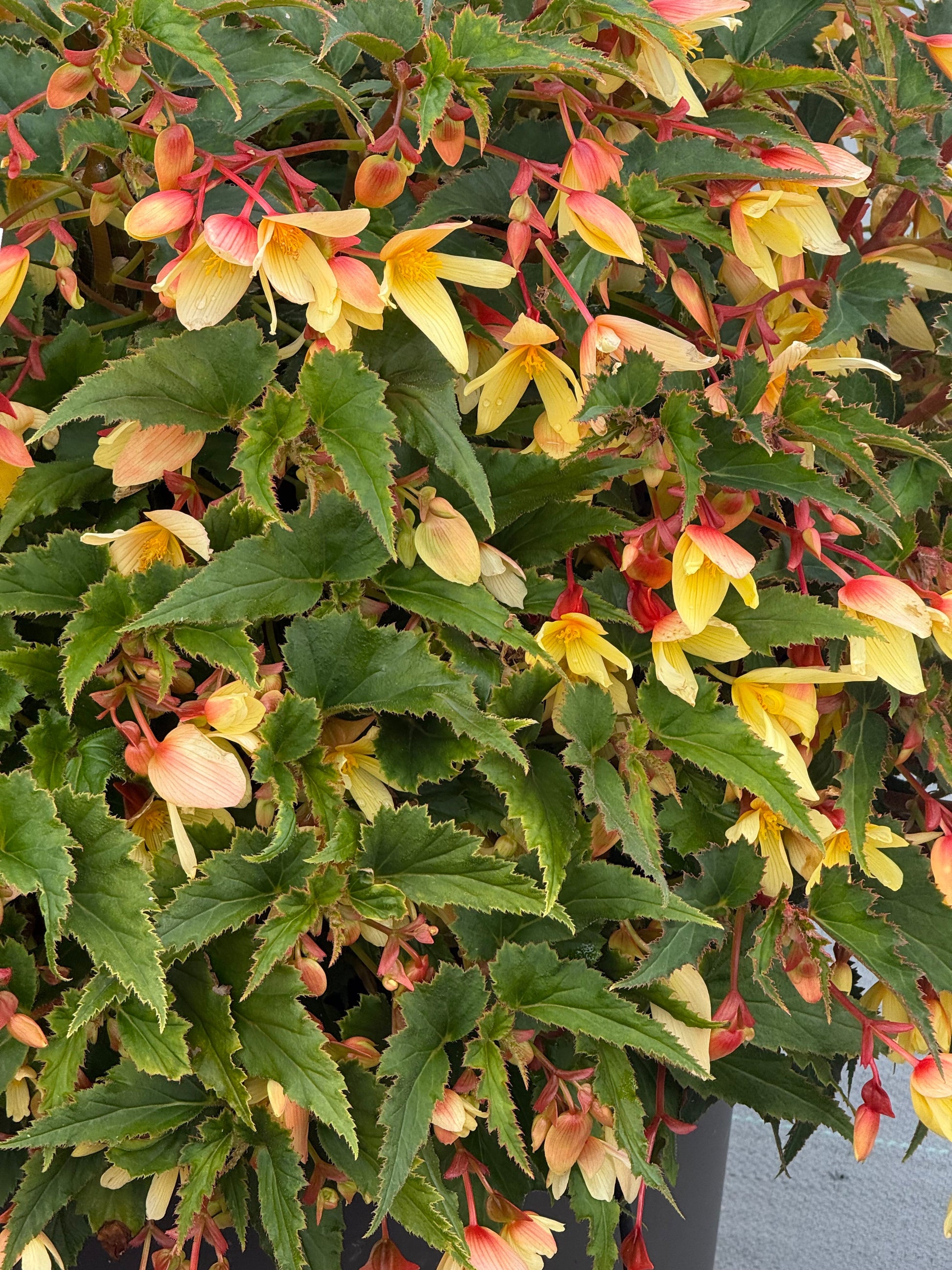 Begonia boliviensis Groovy Mellow Yellow F1 | Trailing Begonia therapyofflowers.com