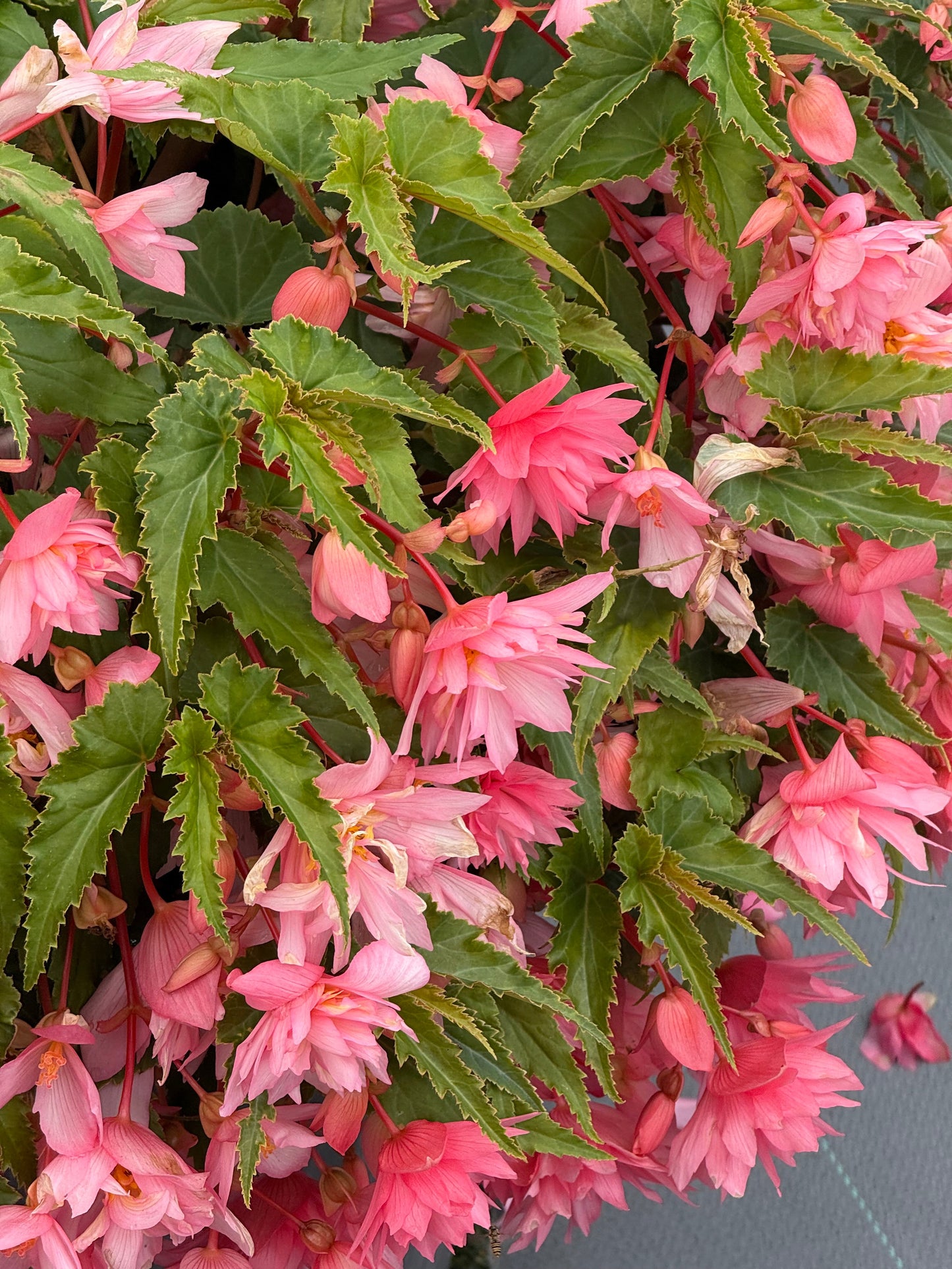 Begonia x hybrida Funky® Light Pink F1 | Hybrid Begonia therapyofflowers.com