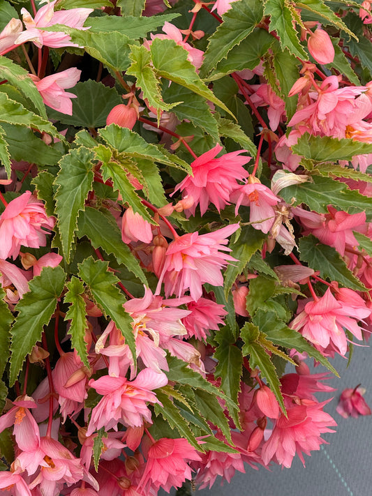 Begonia x hybrida Funky® Light Pink F1 | Hybrid Begonia therapyofflowers.com