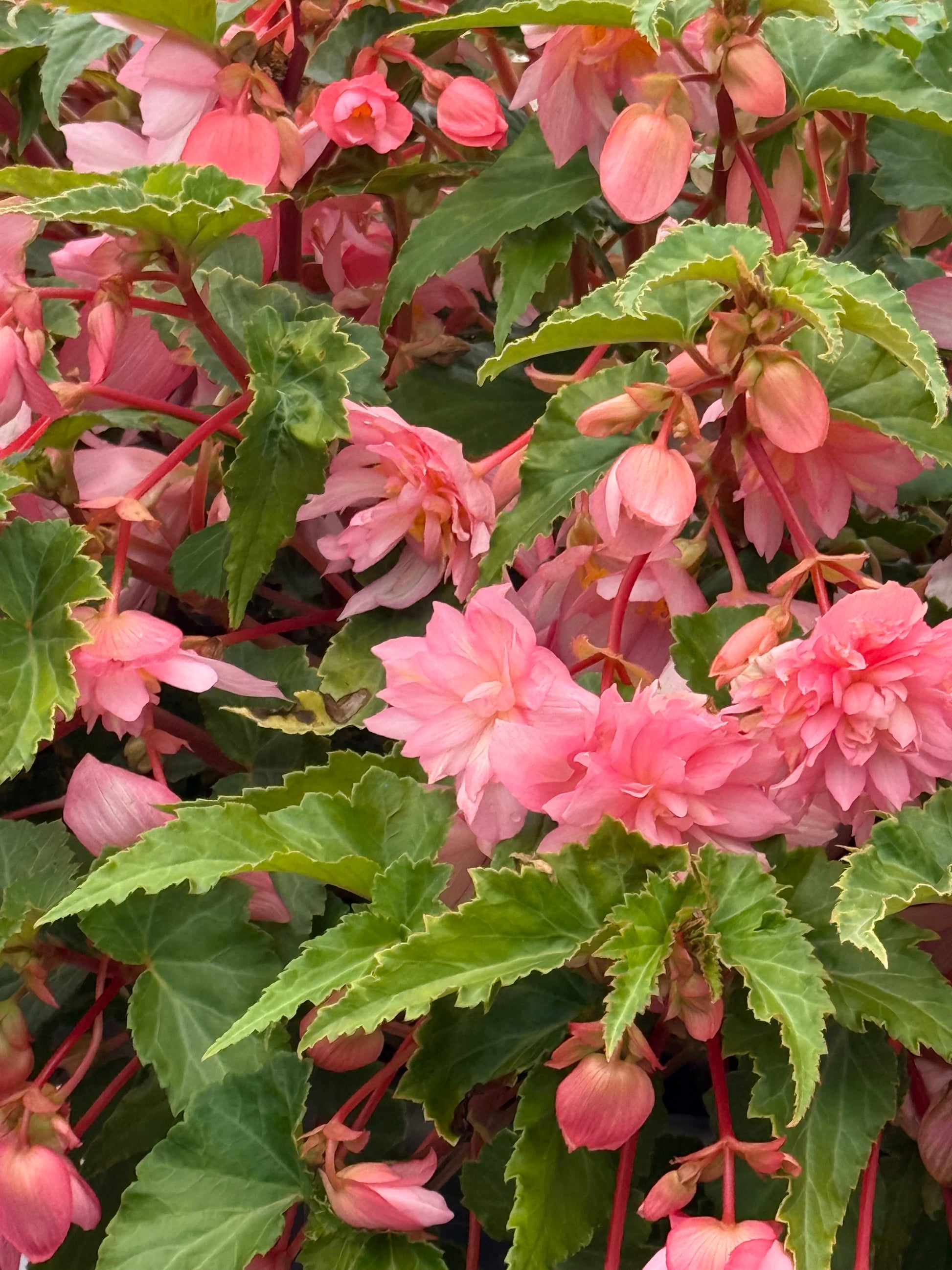 Begonia x hybrida Funky® Light Pink F1 | Hybrid Begonia therapyofflowers.com