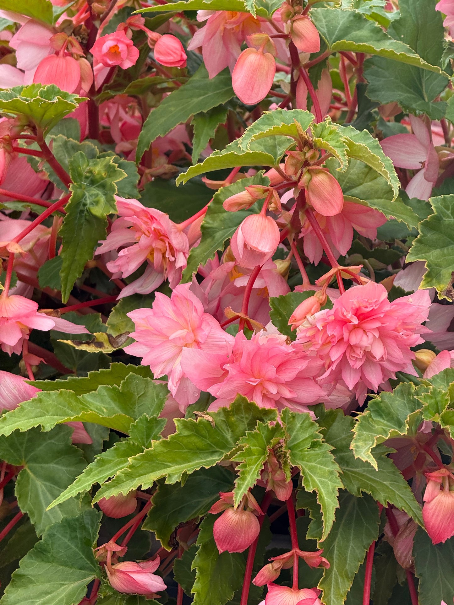 Begonia x hybrida Funky® Light Pink F1 | Hybrid Begonia therapyofflowers.com