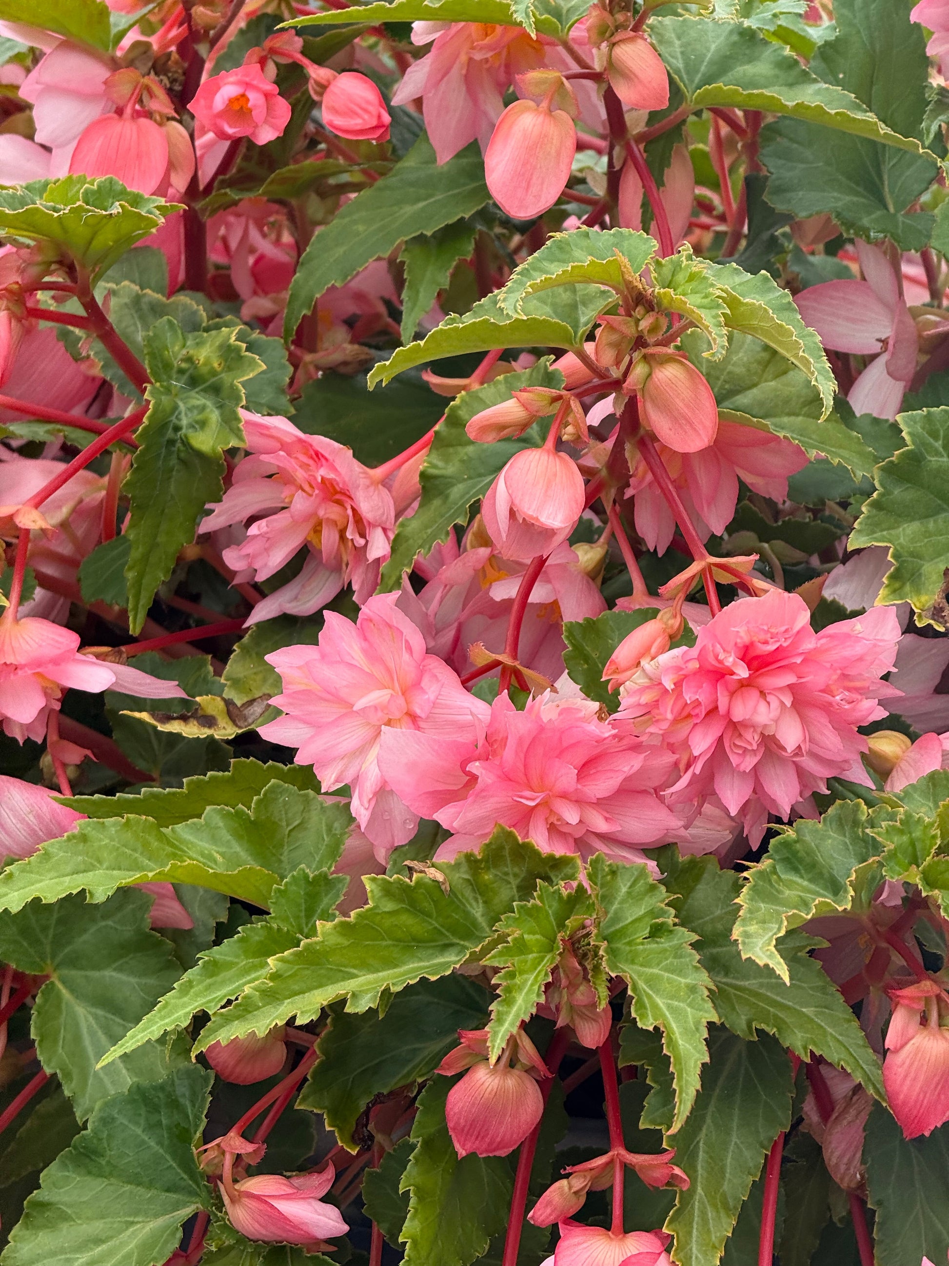 Begonia x hybrida Funky® Light Pink F1 | Hybrid Begonia therapyofflowers.com