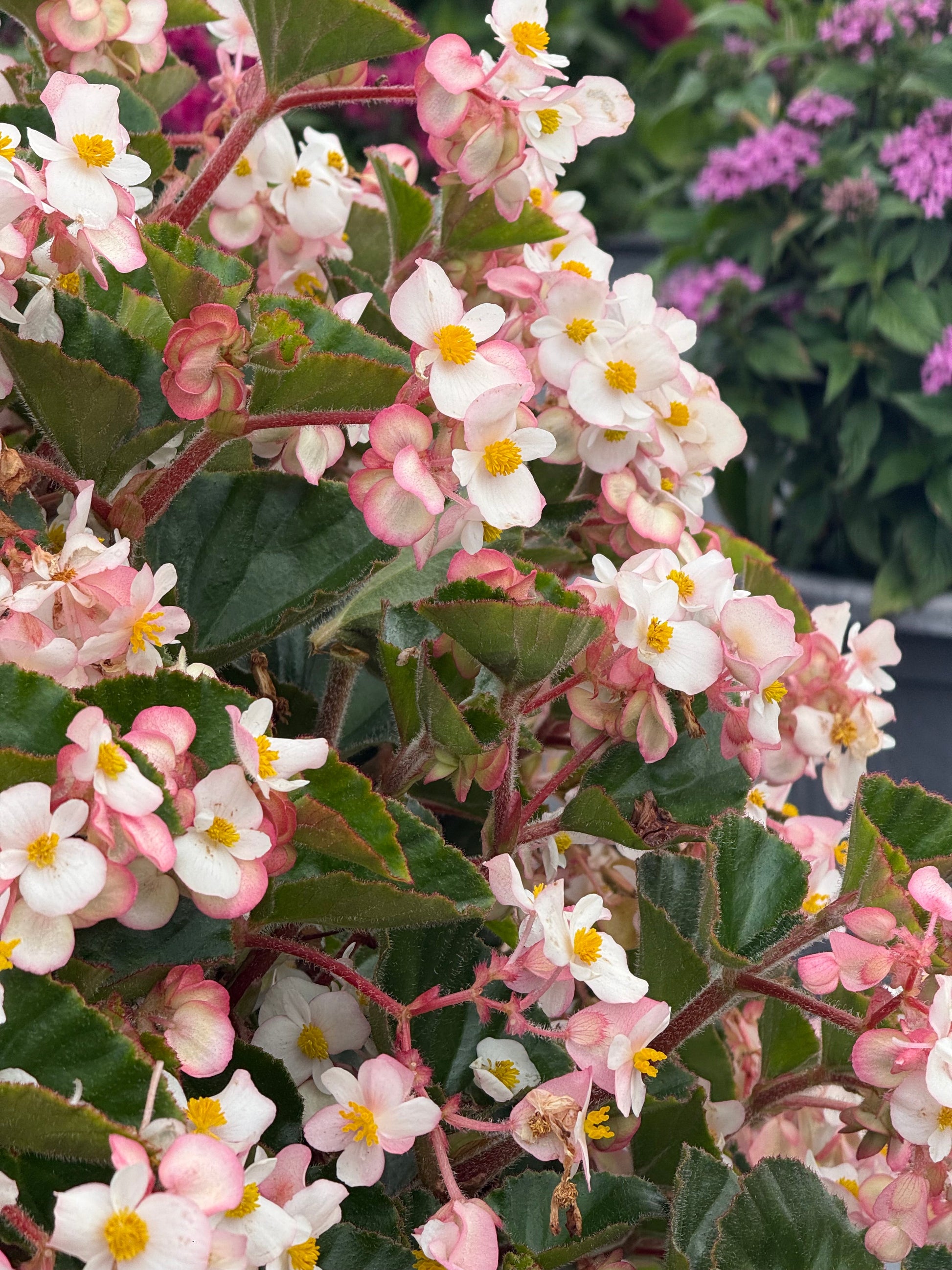 Begonia x hybrida Wookie White F1 | Hybrid Begonia | For Premium Baskets therapyofflowers.com