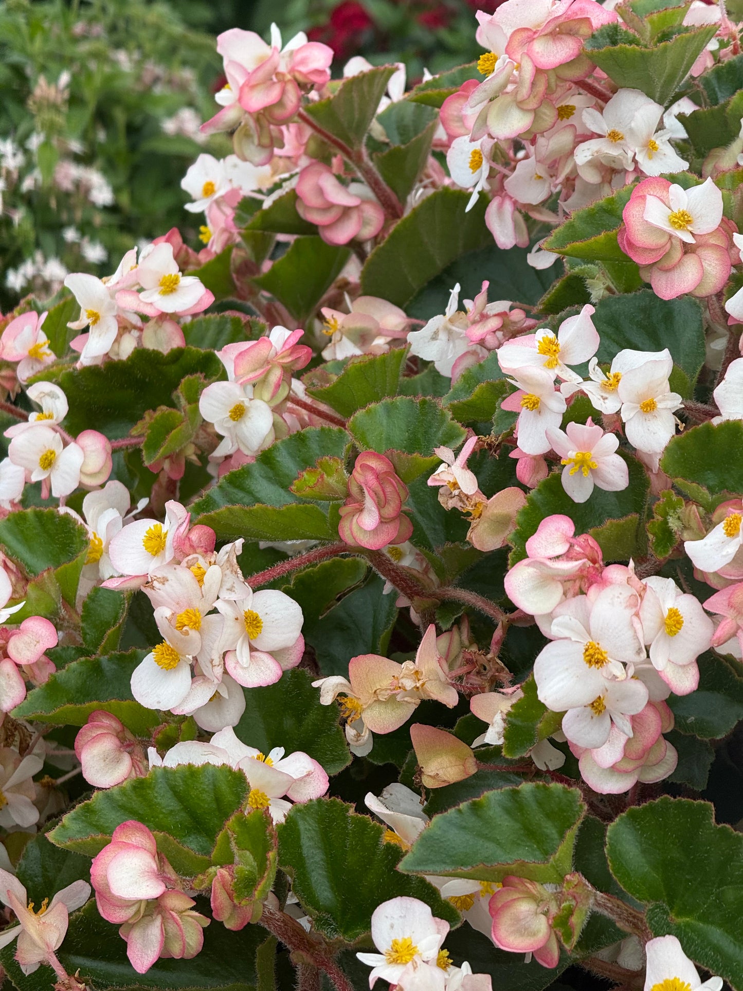 Begonia x hybrida Wookie White F1 | Hybrid Begonia | For Premium Baskets therapyofflowers.com