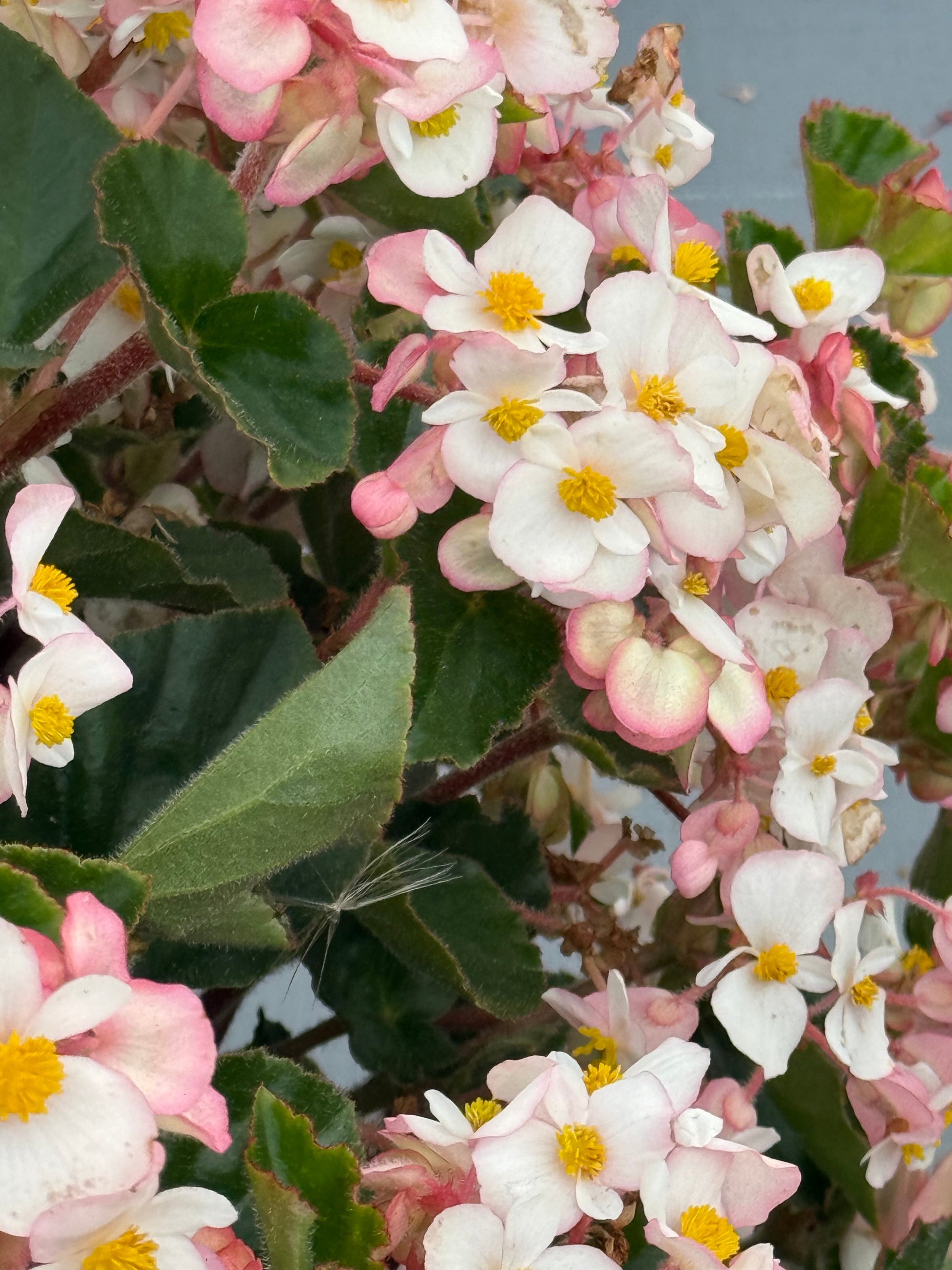 Begonia x hybrida Wookie White F1 | Hybrid Begonia | For Premium Baskets therapyofflowers.com