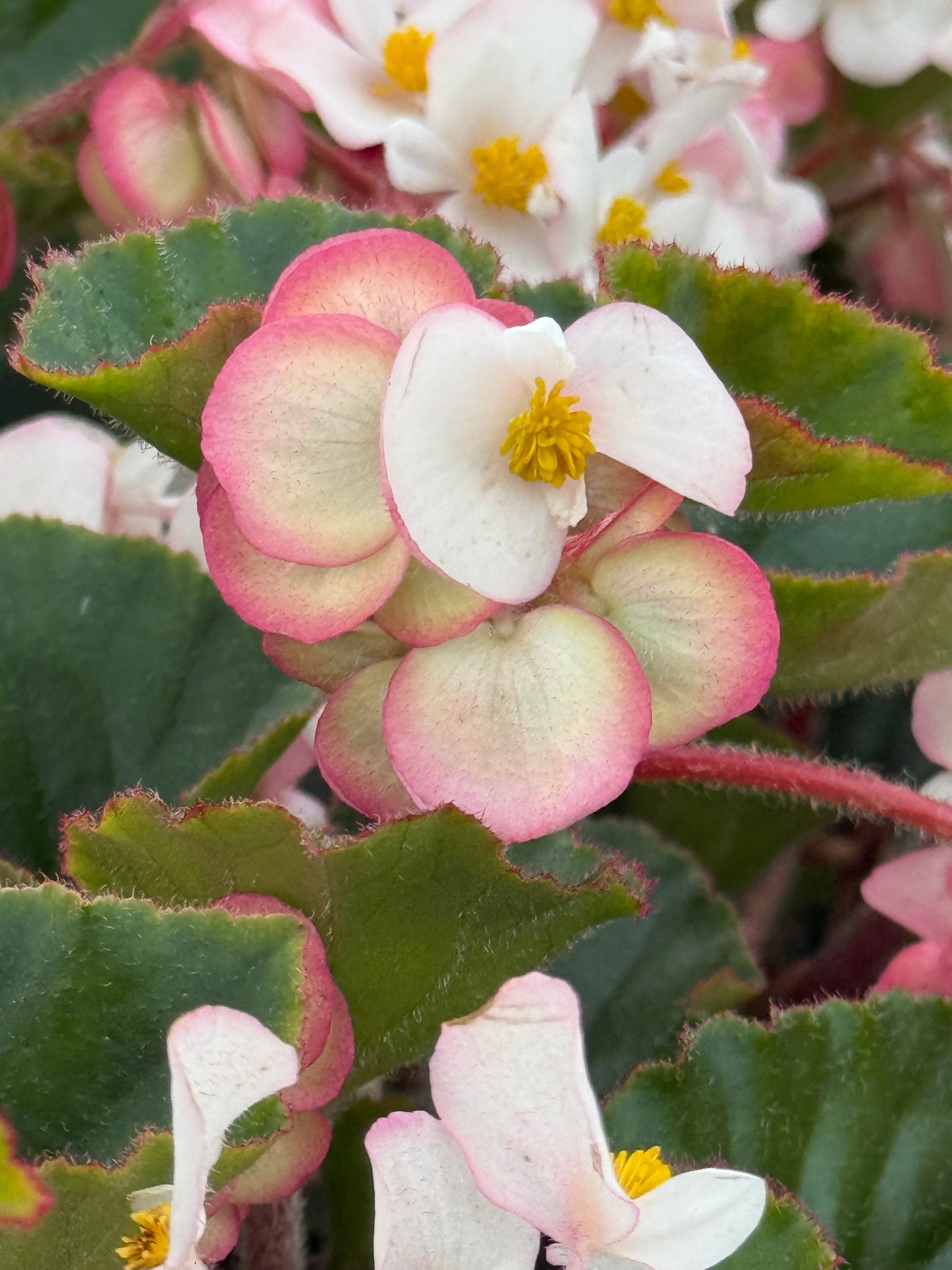 Begonia x hybrida Wookie White F1 | Hybrid Begonia | For Premium Baskets therapyofflowers.com