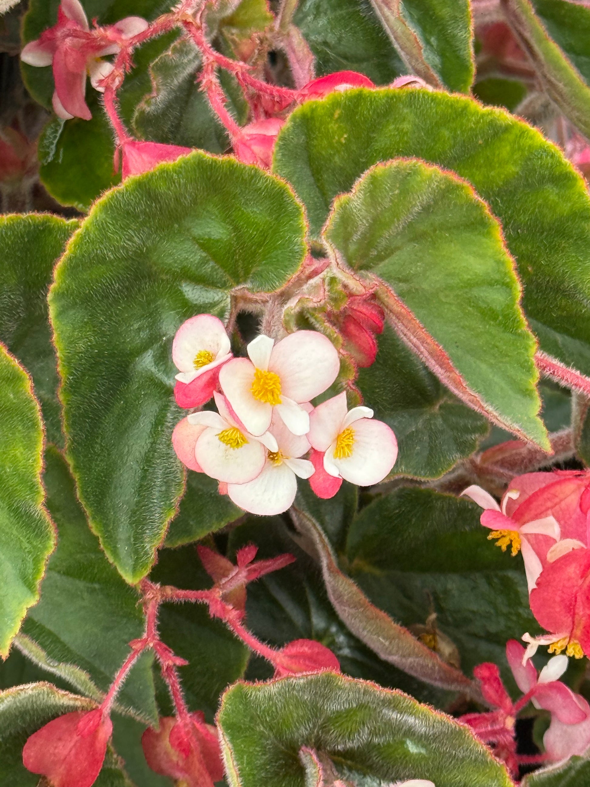 Begonia x hybrida Wookie Pink Splash F1 | Hybrid Begonia | For Premium Baskets therapyofflowers.com