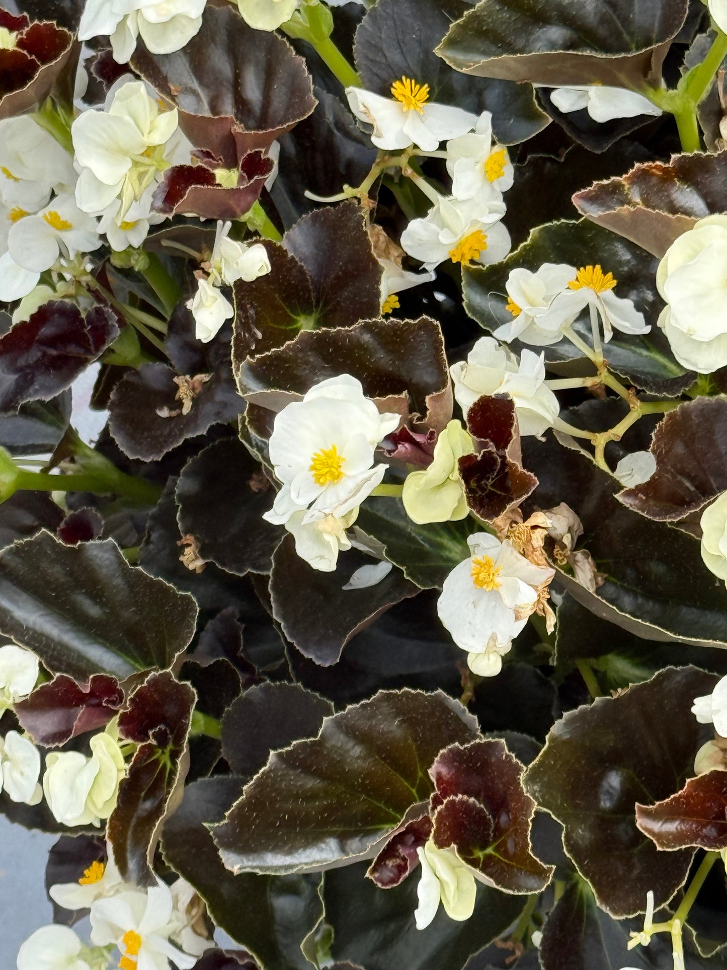 Begonia x benariensis BIG® White Bronze Leaf | Hybrid Begonia therapyofflowers.com