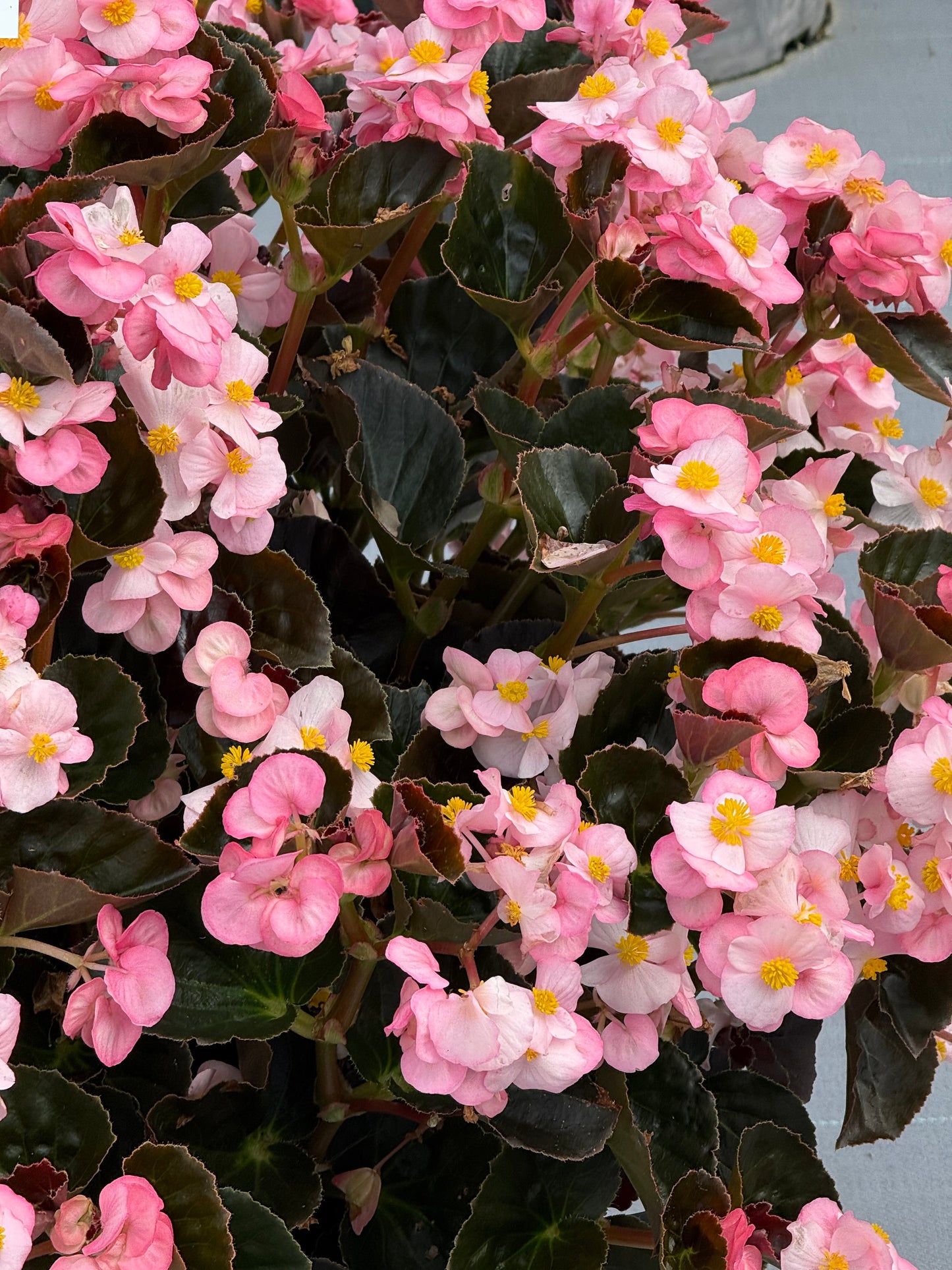 Begonia x benariensis BIG® Soft Pink Bronze Leaf F1 | Hybrid Begonia therapyofflowers.com