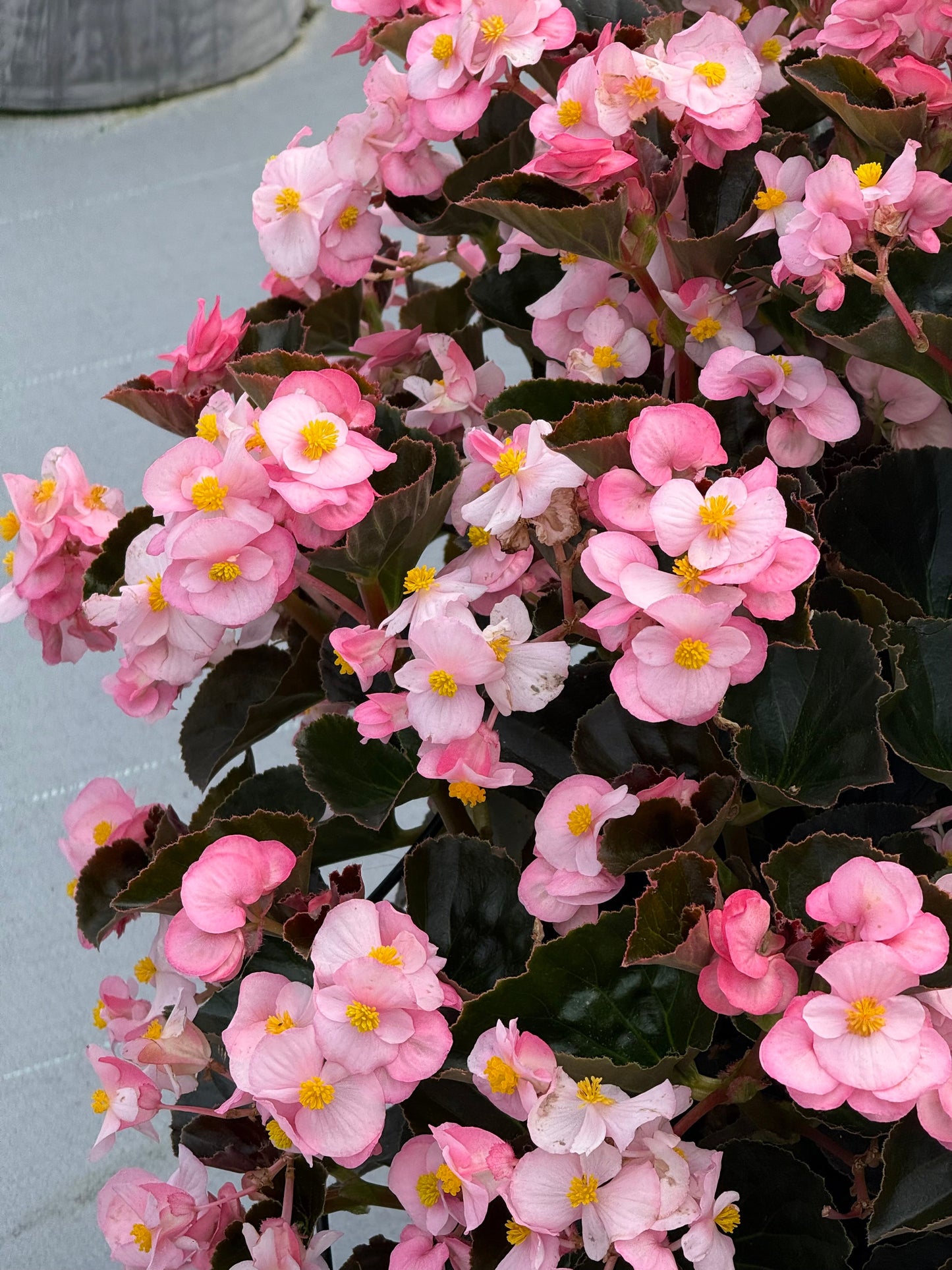Begonia x benariensis BIG® Soft Pink Bronze Leaf F1 | Hybrid Begonia therapyofflowers.com