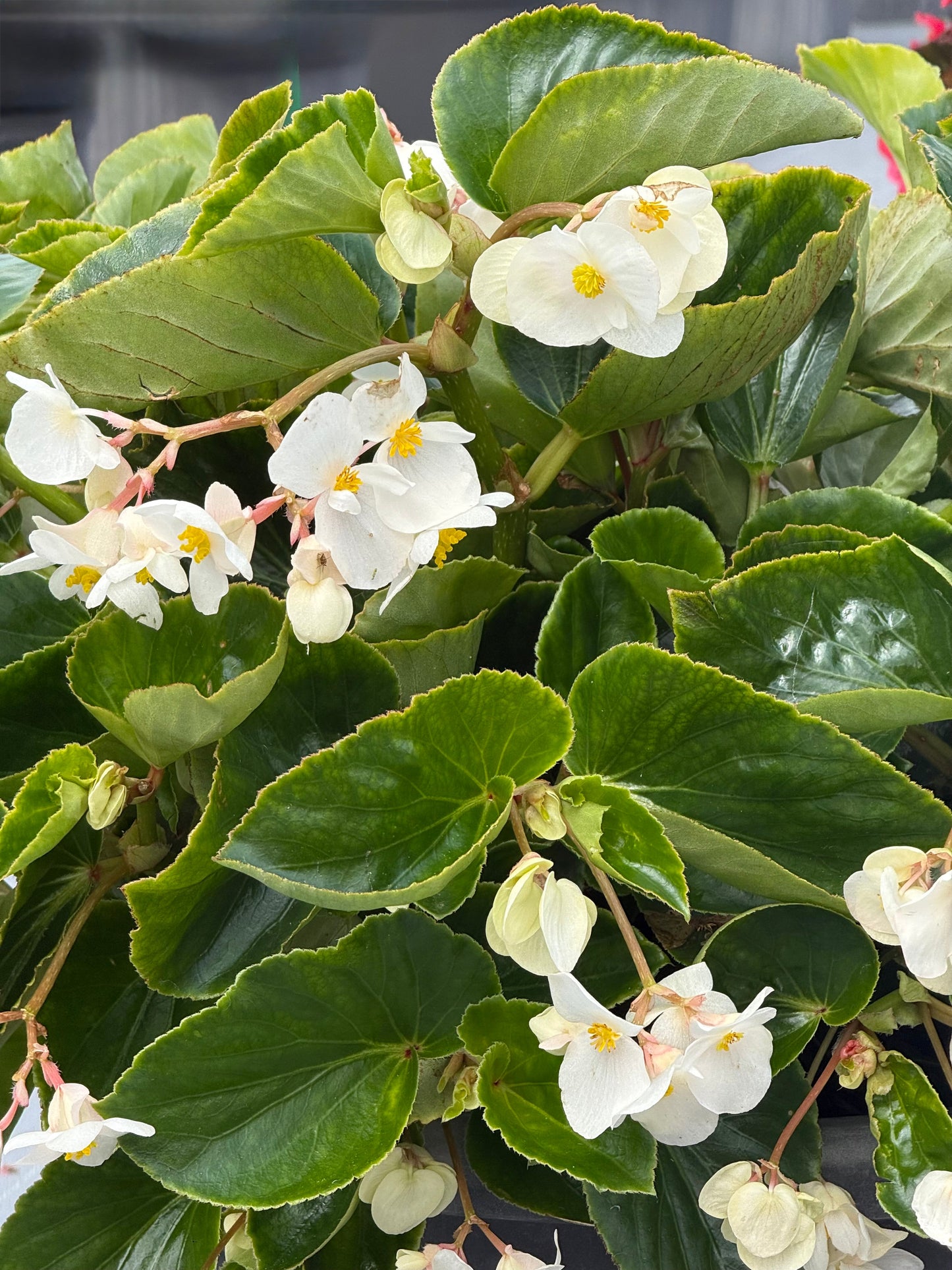 Begonia x benariensis BIG® White Green Leaf F1 | Hybrid Begonia therapyofflowers.com