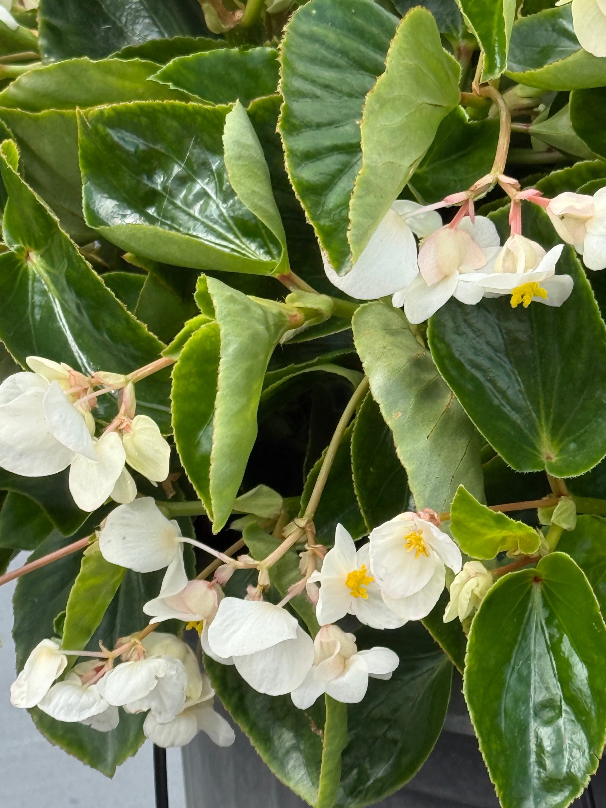 Begonia x benariensis BIG® White Green Leaf F1 | Hybrid Begonia therapyofflowers.com