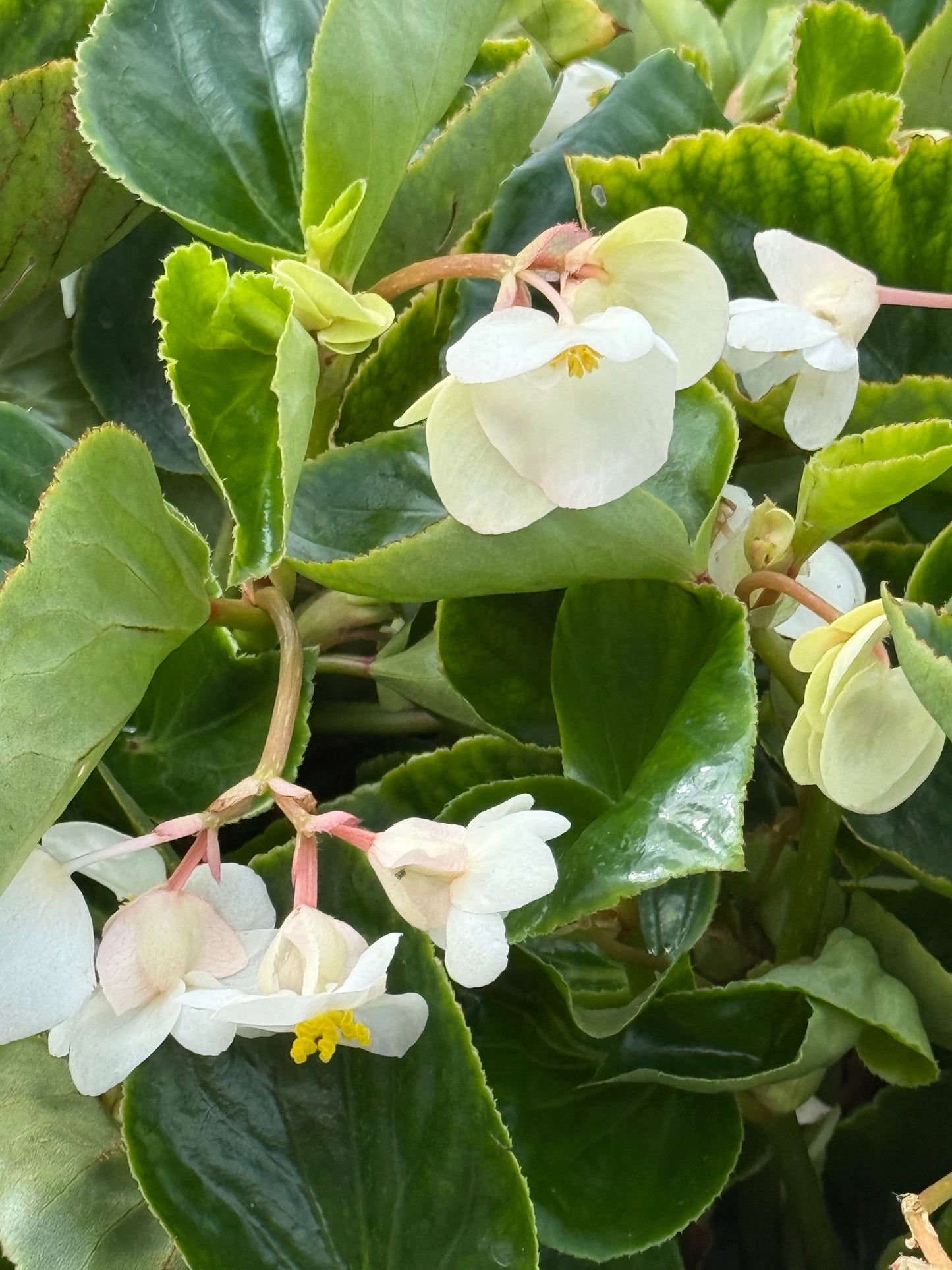 Begonia x benariensis BIG® White Green Leaf F1 | Hybrid Begonia therapyofflowers.com