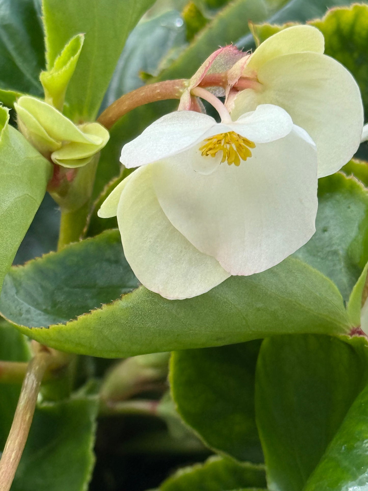 Begonia x benariensis BIG® White Green Leaf F1 | Hybrid Begonia therapyofflowers.com