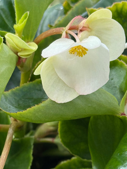 Begonia x benariensis BIG® White Green Leaf F1 | Hybrid Begonia therapyofflowers.com