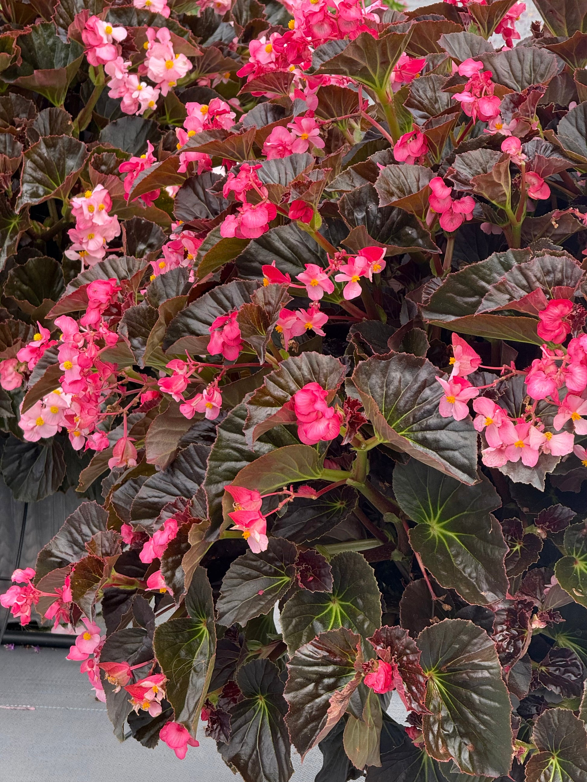 Begonia x hybrida Stonehedge Light Pink Bronze Leaf F1 | Hybrid Begonia | Multiflora Begonia therapyofflowers.com