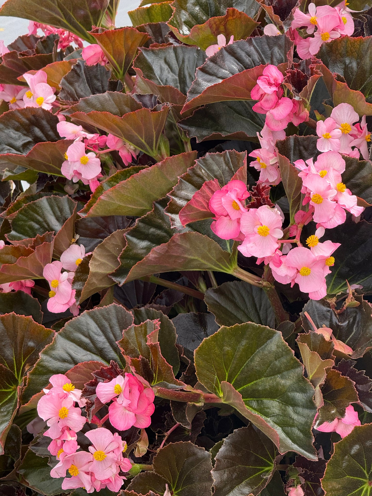 Begonia x hybrida Stonehedge Light Pink Bronze Leaf F1 | Hybrid Begonia | Multiflora Begonia therapyofflowers.com