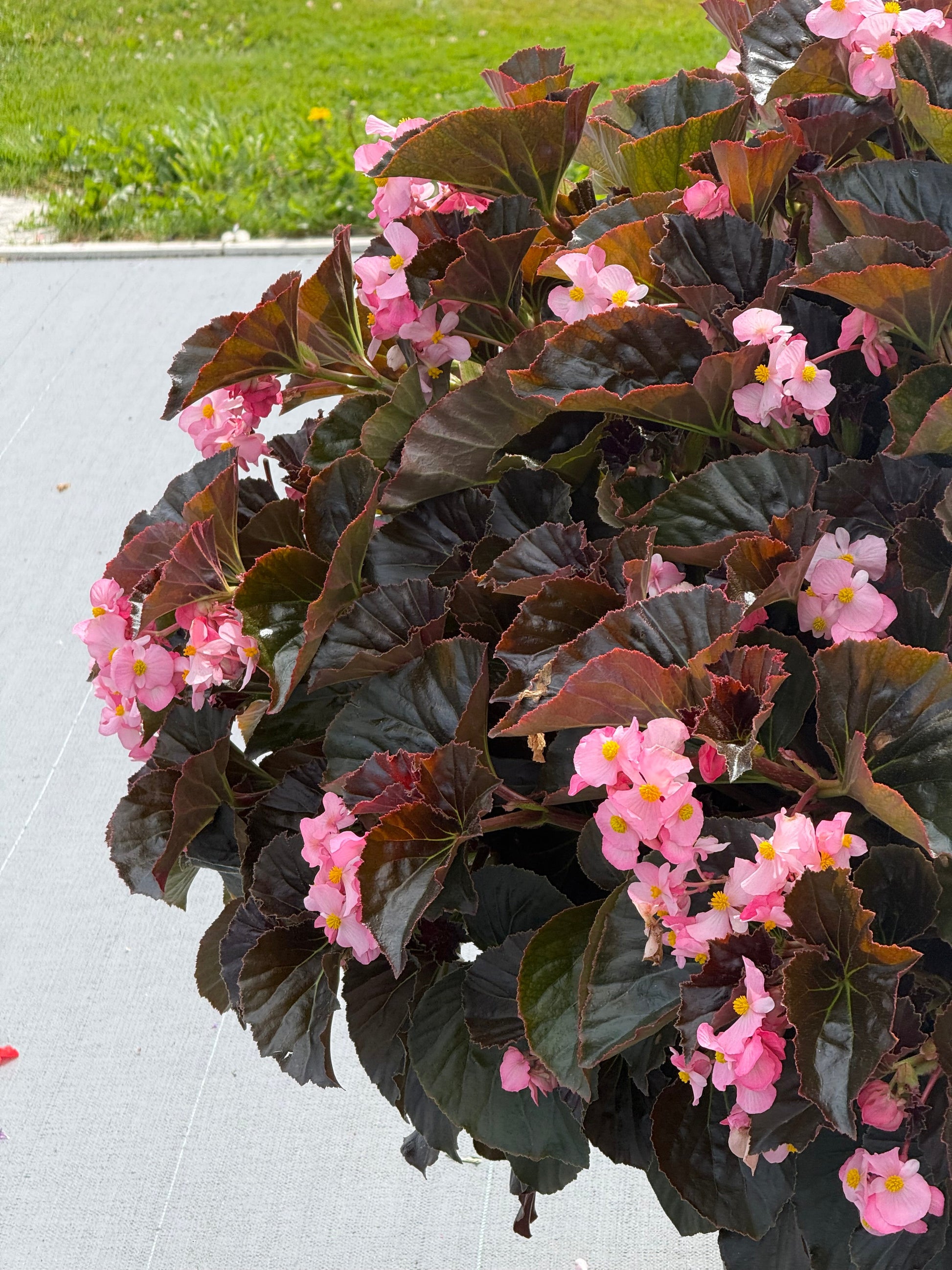 Begonia x hybrida Stonehedge Light Pink Bronze Leaf F1 | Hybrid Begonia | Multiflora Begonia therapyofflowers.com
