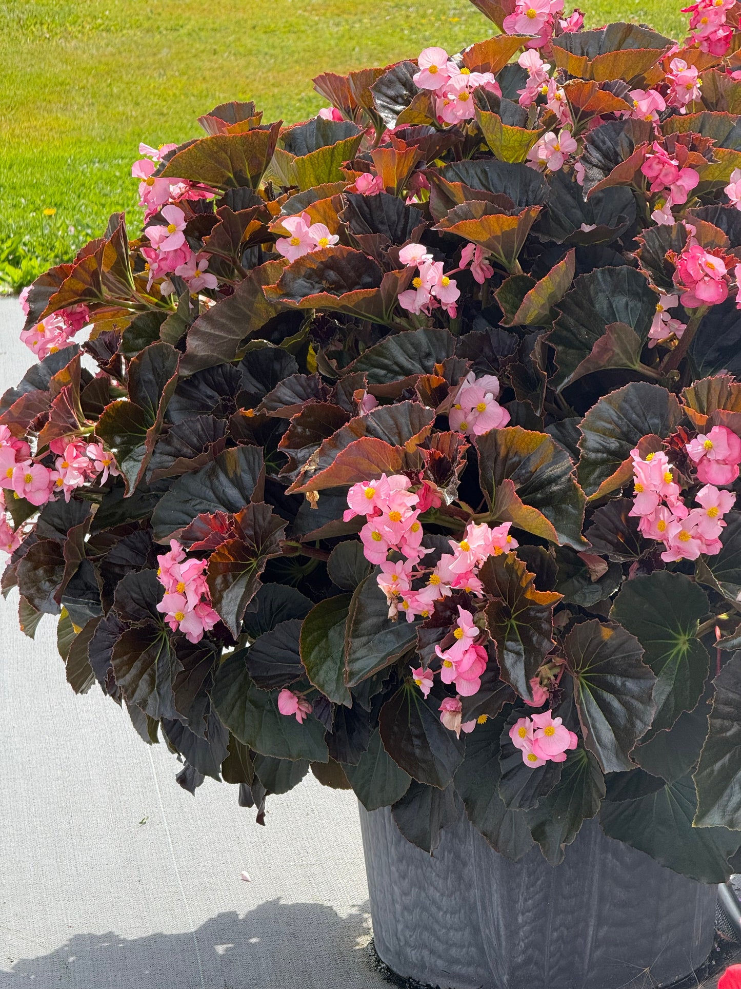 Begonia x hybrida Stonehedge Light Pink Bronze Leaf F1 | Hybrid Begonia | Multiflora Begonia therapyofflowers.com