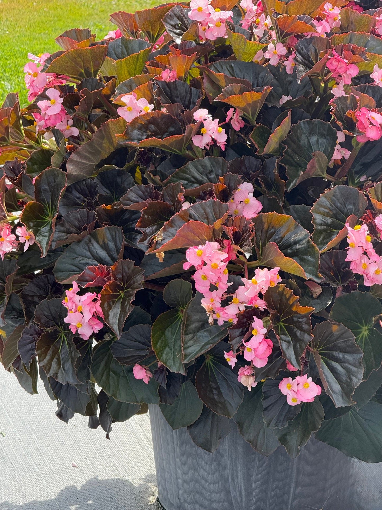 Begonia x hybrida Stonehedge Light Pink Bronze Leaf F1 | Hybrid Begonia | Multiflora Begonia therapyofflowers.com